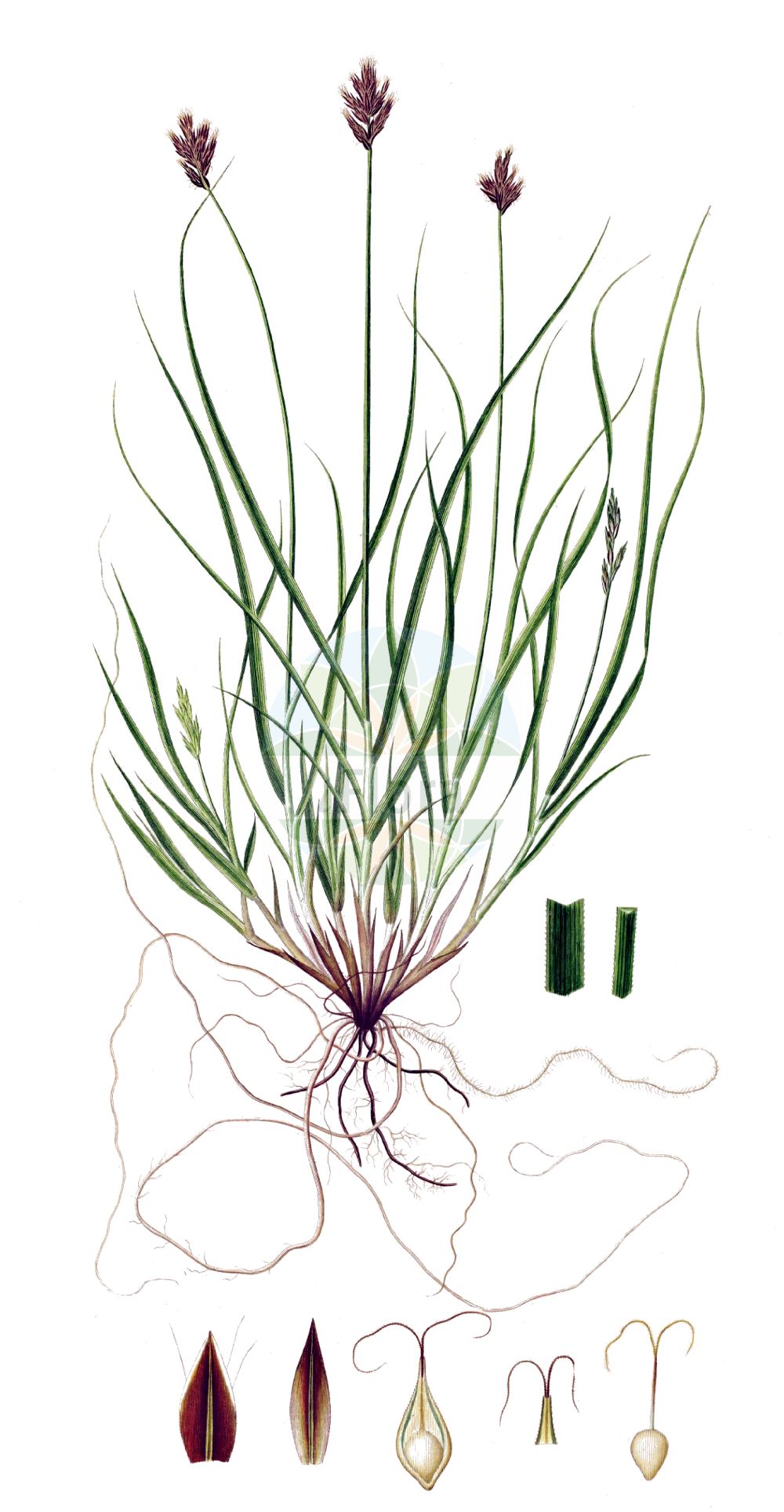 Carex leporina - Cyperaceae,Plantae,Pteridobiotina,Angiosperms,Poales,Cyperaceae,Carex,Carex leporina,Carex argyroglochin, Carex cousturieri, Carex leporina f. argyroglochin, Carex leporina f. longibracteata, Carex leporina f. minor, Carex leporina f. monostachya, Carex leporina f. nana, Carex leporina f. robusta, Carex leporina prol. argyroglochin, Carex leporina subsp. argyroglochin, Carex leporina subsp. ovalis, Carex leporina subsp. sicula, Carex leporina var. alpina, Carex leporina var. argyroglochin, Carex leporina var. argyrolepis, Carex leporina var. atrofusca, Carex leporina var. capitata, Carex leporina var. conferta, Carex leporina var. laucheana, Carex leporina var. malvernensis, Carex leporina var. nemoralis, Carex leporina var. ovata, Carex leporina var. pallescens, Carex leporina var. radicans, Carex leporina var. subfestiva, Carex leporina var. virescens, Carex malvernensis, Carex mollis, Carex nuda, Carex ovalis, Carex ovalis var. argyroglochin, Carex ovalis var. subfestiva, Carex sicula, Carex tracyi, Caricina ovalis, Olotrema leporina, Vignea argyroglochin, Vignea leporina, Vignea leporina var. alpina, Vignea ovalis,Hasenfuß-Segge;Hasenpfoten-Segge;Hasen-Segge;oval sedge;carex des lièvres;hare's-foot sedge;eggbract sedge;Laîche patte de lièvre;carex patte de lièvre;laîche à épis ovales;laîche des lièvres;laîche ovale;Carice piè di lepre;carice pié di lepre;haze-zegge;hazezegge;hazenzegge;осока заячья;presje;càrex oval;šaš;harrstarr;hare-star;turzyca zajęcza;zajčji šaš;nyúlsás;ostřice zaječí;ostrica šupinatoplodá;осока заяча;заешка острица;jänestarn;zaķu grīslis;harestorr;jänönsara;зечја шапљика;kiškinė viksva;luǎn xíng tái cǎo;卵形薹草