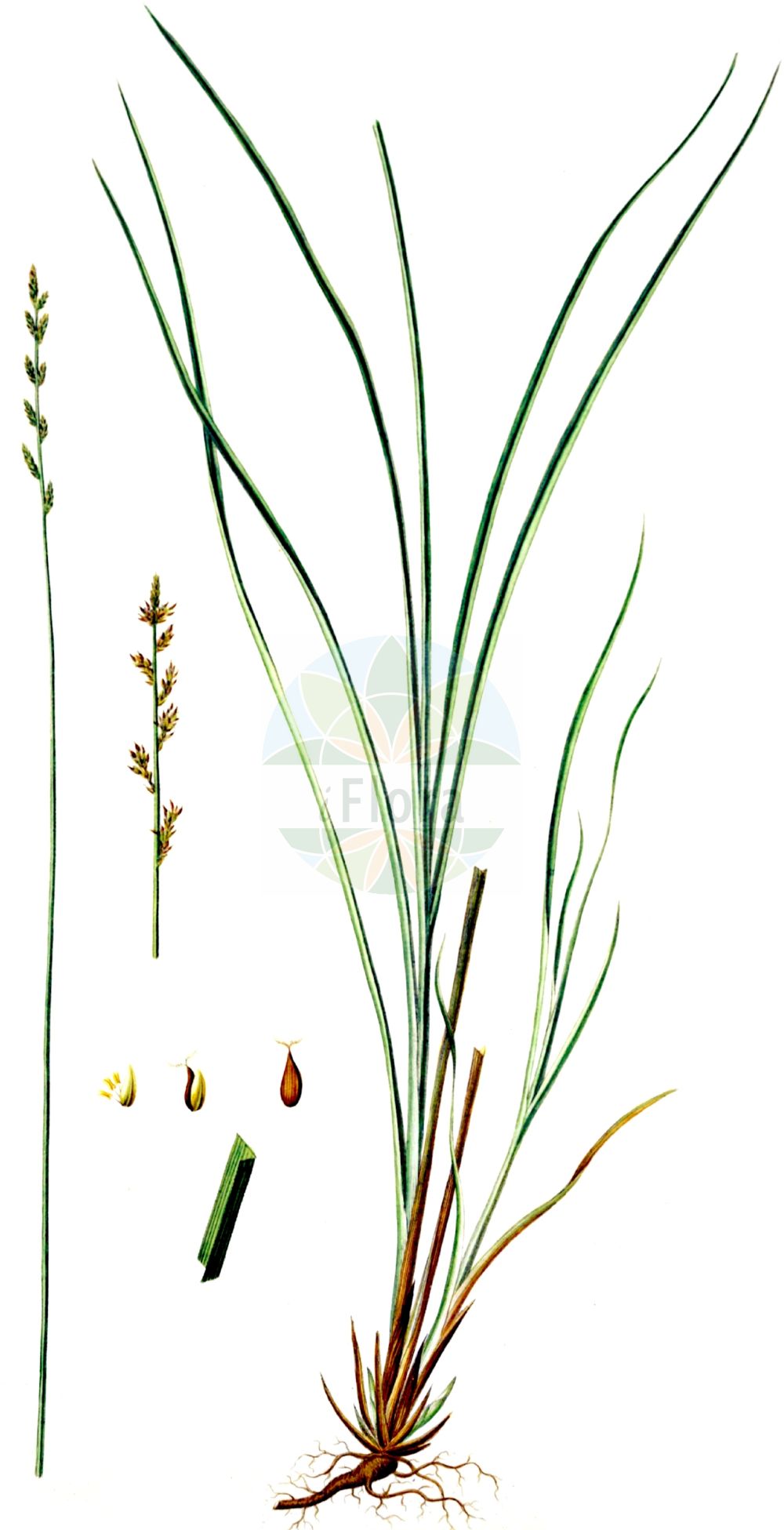Historische Abbildung von Carex elongata (Walzen-Segge - Elongated Sedge). Das Bild zeigt Blatt, Bluete, Frucht und Same. ---- Historical Drawing of Carex elongata (Walzen-Segge - Elongated Sedge). The image is showing leaf, flower, fruit and seed.(Carex elongata,Walzen-Segge,Elongated Sedge,Carex elongata,Vignea elongata,Walzen-Segge,Langaehrige Segge,Elongated Sedge,Gingerbread Sedge,Carex,Segge,Sedge,Cyperaceae,Sauergräser,Sedge family,Blatt,Bluete,Frucht,Same,leaf,flower,fruit,seed,Oeder (1761-1883))