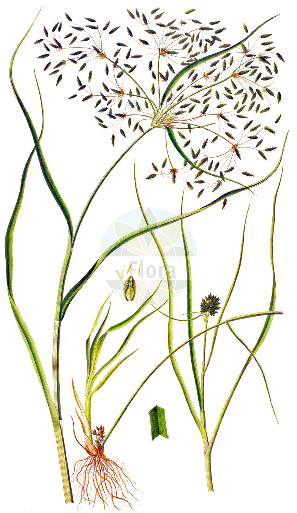 Historische Abbildung von Scirpus radicans (Wurzelnde Simse - Creeping Club-rush). Das Bild zeigt Blatt, Bluete, Frucht und Same. ---- Historical Drawing of Scirpus radicans (Wurzelnde Simse - Creeping Club-rush). The image is showing leaf, flower, fruit and seed.(Scirpus radicans,Wurzelnde Simse,Creeping Club-rush,Scirpus radicans,Wurzelnde Simse,Creeping Club-rush,Creeping Clubrush,Scirpus,Simse,Club-rush,Cyperaceae,Sauergräser,Sedge family,Blatt,Bluete,Frucht,Same,leaf,flower,fruit,seed,Oeder (1761-1883))