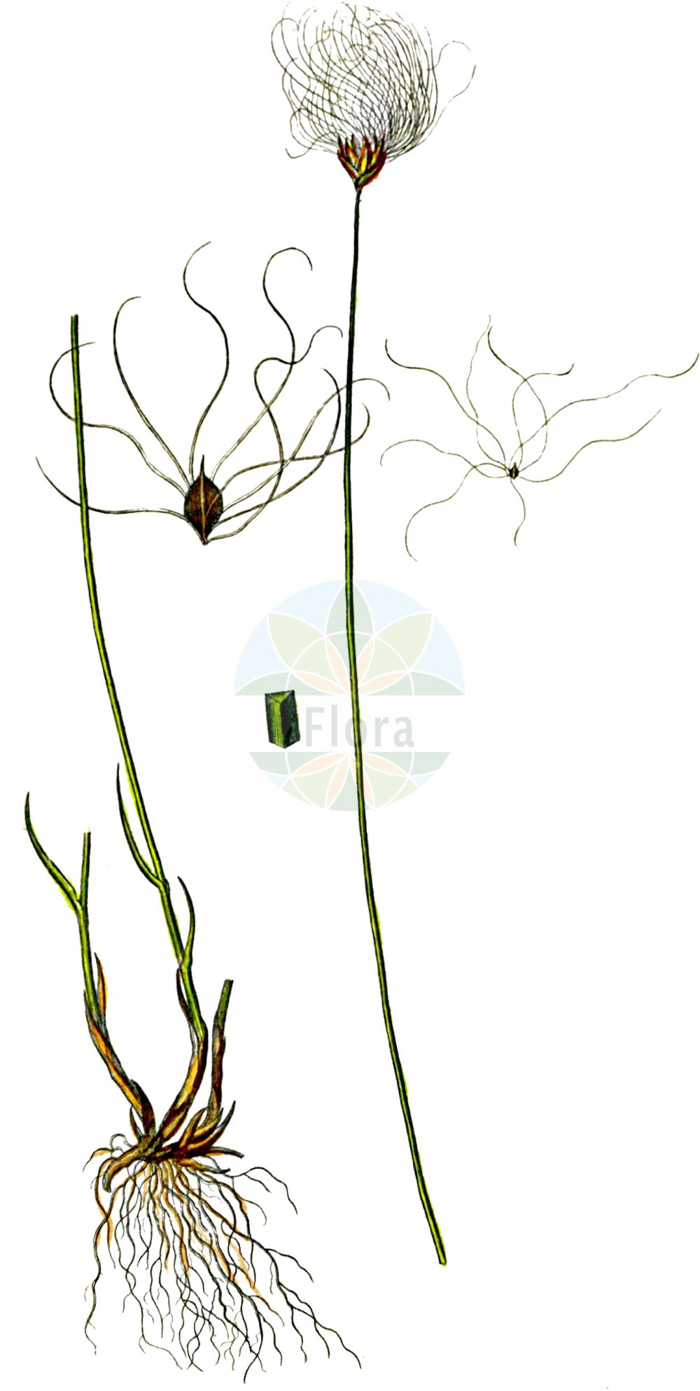 Historische Abbildung von Trichophorum alpinum (Alpen-Rasenbinse - Cotton Deergrass). Das Bild zeigt Blatt, Bluete, Frucht und Same. ---- Historical Drawing of Trichophorum alpinum (Alpen-Rasenbinse - Cotton Deergrass). The image is showing leaf, flower, fruit and seed.(Trichophorum alpinum,Alpen-Rasenbinse,Cotton Deergrass,Eriophorum alpinum,Scirpus hudsonianus,Trichophorum alpinum,Alpen-Rasenbinse,Alpen-Haarsimse,Alpen-Wollgras,Cotton Deergrass,Alpine Deergrass,Alpine Bulrush,Trichophorum,Rasenbinse,Bulrush,Cyperaceae,Sauergräser,Sedge family,Blatt,Bluete,Frucht,Same,leaf,flower,fruit,seed,Oeder (1761-1883))