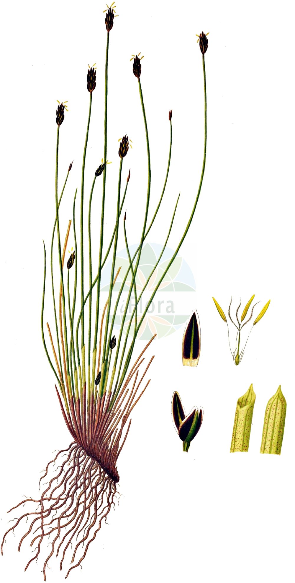 Historische Abbildung von Eleocharis multicaulis (Vielstängelige Sumpfbinse - Many-stalked Spike-Rush). Das Bild zeigt Blatt, Bluete, Frucht und Same. ---- Historical Drawing of Eleocharis multicaulis (Vielstängelige Sumpfbinse - Many-stalked Spike-Rush). The image is showing leaf, flower, fruit and seed.(Eleocharis multicaulis,Vielstängelige Sumpfbinse,Many-stalked Spike-Rush,Eleocharis multicaulis,Scirpus multicaulis,Vielstaengelige Sumpfbinse,Vielstengelige Sumpfbinse,Many-stalked Spike-Rush,Many-stemmed Spikerush,Eleocharis,Sumpfbinse,Spikerush,Cyperaceae,Sauergräser,Sedge family,Blatt,Bluete,Frucht,Same,leaf,flower,fruit,seed,Oeder (1761-1883))