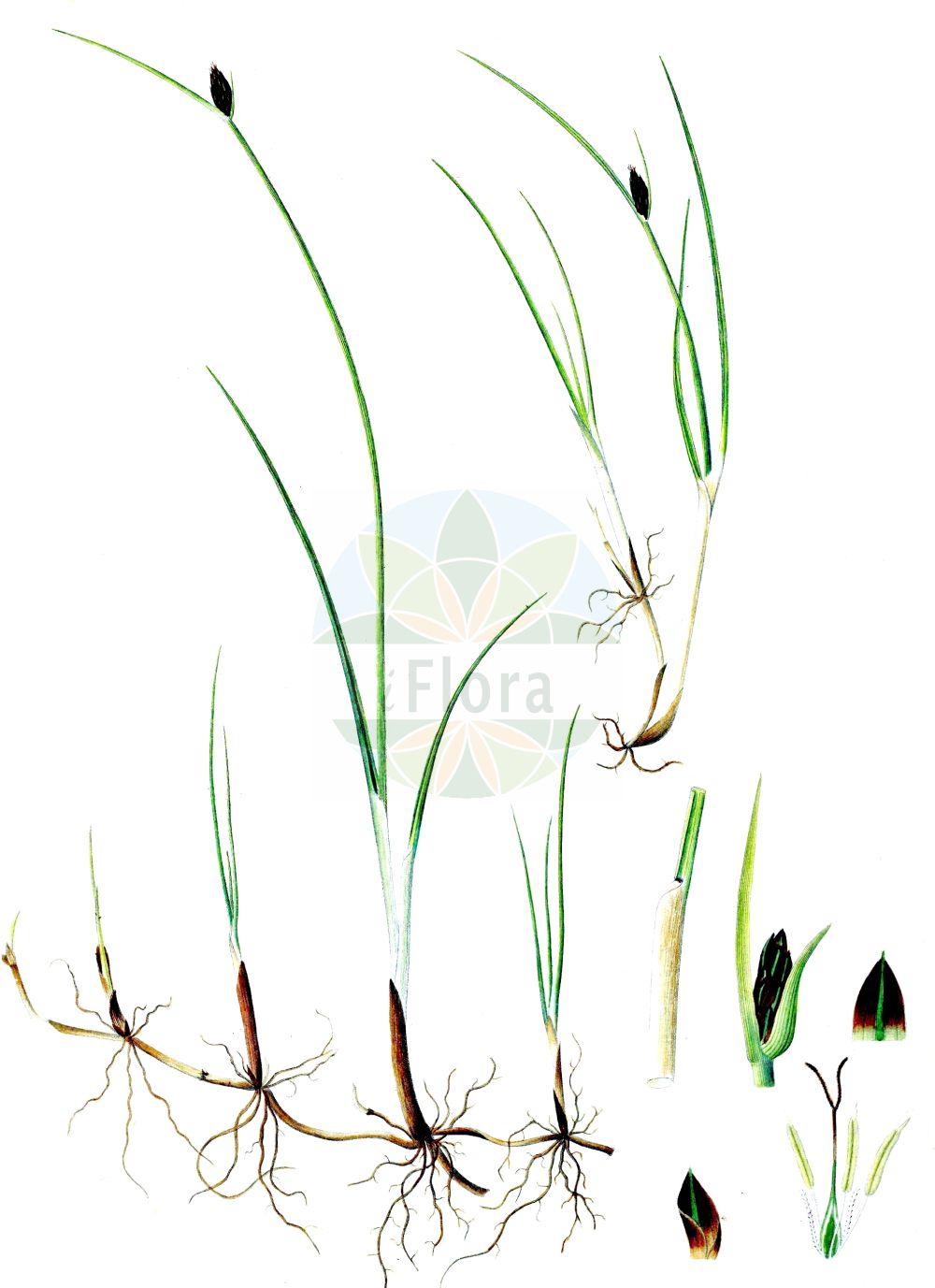 Historische Abbildung von Blysmopsis rufa (Rote Quellbinse - Saltmarsh Flat-Sedge). Das Bild zeigt Blatt, Bluete, Frucht und Same. ---- Historical Drawing of Blysmopsis rufa (Rote Quellbinse - Saltmarsh Flat-Sedge). The image is showing leaf, flower, fruit and seed.(Blysmopsis rufa,Rote Quellbinse,Saltmarsh Flat-Sedge,Blysmopsis rufa,Blysmus rufus,Schoenus rufus,Scirpus rufus,Rote Quellbinse,Rotbraunes Quellried,Saltmarsh Flat-Sedge,Red Bulrush,Blysmopsis,Cyperaceae,Sauergräser,Sedge family,Blatt,Bluete,Frucht,Same,leaf,flower,fruit,seed,Oeder (1761-1883))