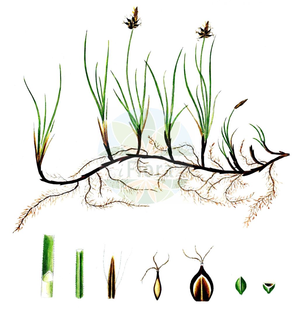 Historische Abbildung von Carex obtusata (Stumpfe Segge - Obtuse Sedge). Das Bild zeigt Blatt, Bluete, Frucht und Same. ---- Historical Drawing of Carex obtusata (Stumpfe Segge - Obtuse Sedge). The image is showing leaf, flower, fruit and seed.(Carex obtusata,Stumpfe Segge,Obtuse Sedge,Carex obtusata,Stumpfe Segge,Obtuse Sedge,Carex,Segge,Sedge,Cyperaceae,Sauergräser,Sedge family,Blatt,Bluete,Frucht,Same,leaf,flower,fruit,seed,Oeder (1761-1883))