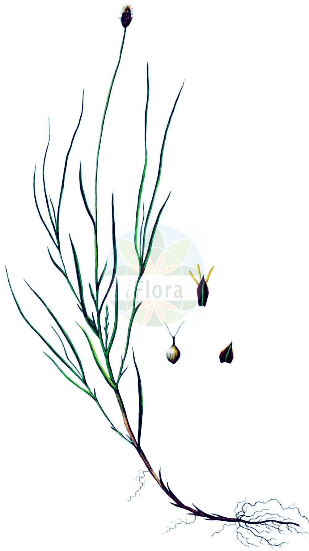 Historische Abbildung von Carex chordorrhiza (Fadenwurzelige Segge - String Sedge). Das Bild zeigt Blatt, Bluete, Frucht und Same. ---- Historical Drawing of Carex chordorrhiza (Fadenwurzelige Segge - String Sedge). The image is showing leaf, flower, fruit and seed.(Carex chordorrhiza,Fadenwurzelige Segge,String Sedge,Carex chordorrhiza,Vignea chordorrhiza,Fadenwurzelige Segge,Fadenwurzel-Segge,Ranken-Segge,Strickwurzel-Segge,String Sedge,Creeping Sedge,Carex,Segge,Sedge,Cyperaceae,Sauergräser,Sedge family,Blatt,Bluete,Frucht,Same,leaf,flower,fruit,seed,Oeder (1761-1883))