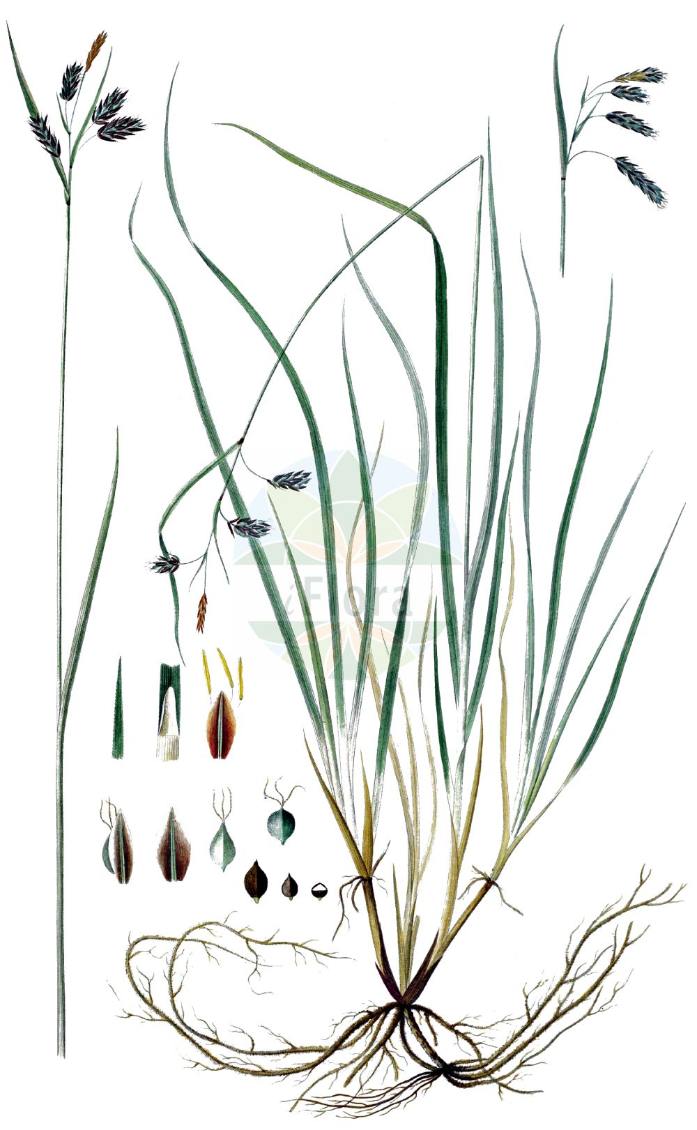 Historische Abbildung von Carex magellanica subsp. irrigua (Riesel-Segge - Tall Bog Sedge). Das Bild zeigt Blatt, Bluete, Frucht und Same. ---- Historical Drawing of Carex magellanica subsp. irrigua (Riesel-Segge - Tall Bog Sedge). The image is showing leaf, flower, fruit and seed.(Carex magellanica subsp. irrigua,Riesel-Segge,Tall Bog Sedge,Carex paupercula subsp. irrigua,Riesel-Segge,Tall Bog Sedge,Boreal Bog Sedge,Carex,Segge,Sedge,Cyperaceae,Sauergräser,Sedge family,Blatt,Bluete,Frucht,Same,leaf,flower,fruit,seed,Oeder (1761-1883))