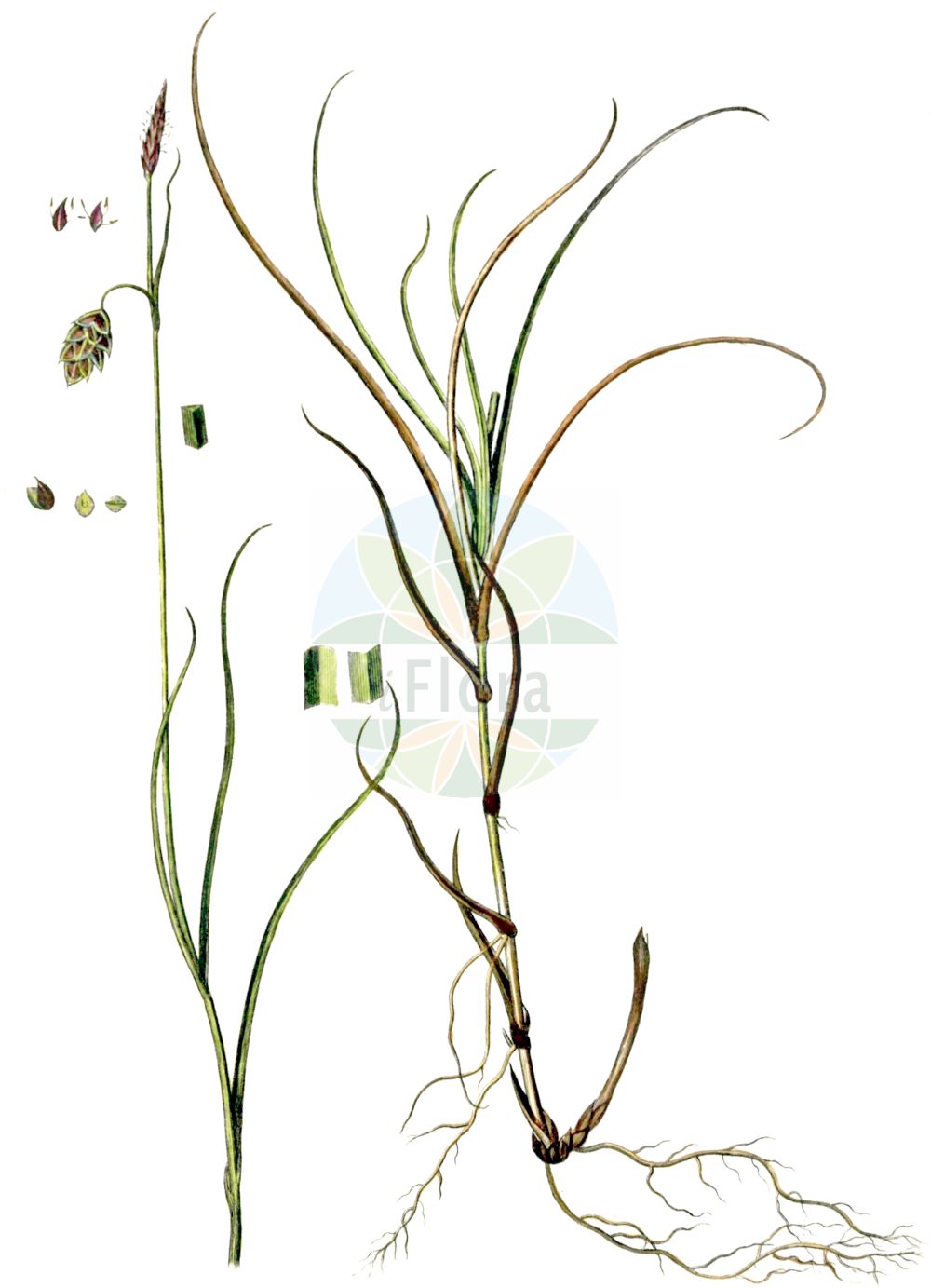 Historische Abbildung von Carex limosa (Schlamm-Segge - Bog-Sedge). Das Bild zeigt Blatt, Bluete, Frucht und Same. ---- Historical Drawing of Carex limosa (Schlamm-Segge - Bog-Sedge). The image is showing leaf, flower, fruit and seed.(Carex limosa,Schlamm-Segge,Bog-Sedge,Carex limosa,Schlamm-Segge,Bog-Sedge,Mud Sedge,Carex,Segge,Sedge,Cyperaceae,Sauergräser,Sedge family,Blatt,Bluete,Frucht,Same,leaf,flower,fruit,seed,Oeder (1761-1883))