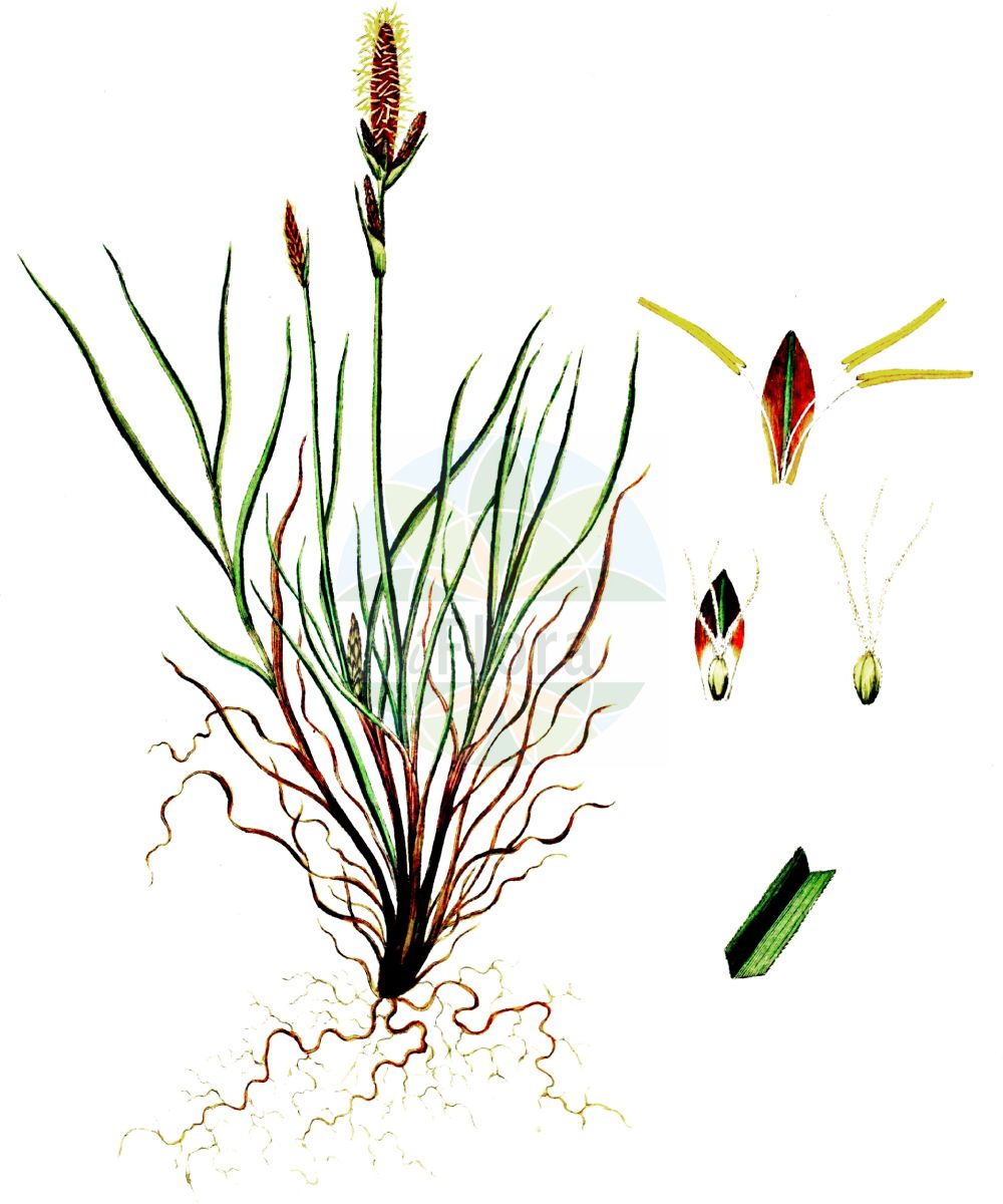 Historische Abbildung von Carex caryophyllea (Frühlings-Segge - Spring-Sedge). Das Bild zeigt Blatt, Bluete, Frucht und Same. ---- Historical Drawing of Carex caryophyllea (Frühlings-Segge - Spring-Sedge). The image is showing leaf, flower, fruit and seed.(Carex caryophyllea,Frühlings-Segge,Spring-Sedge,Carex caryophyllea,Carex fuscotincta,Carex ruthenica,Carex trachyantha,Carex verna,Fruehlings-Segge,Spring-Sedge,Vernal Sedge,Carex,Segge,Sedge,Cyperaceae,Sauergräser,Sedge family,Blatt,Bluete,Frucht,Same,leaf,flower,fruit,seed,Oeder (1761-1883))