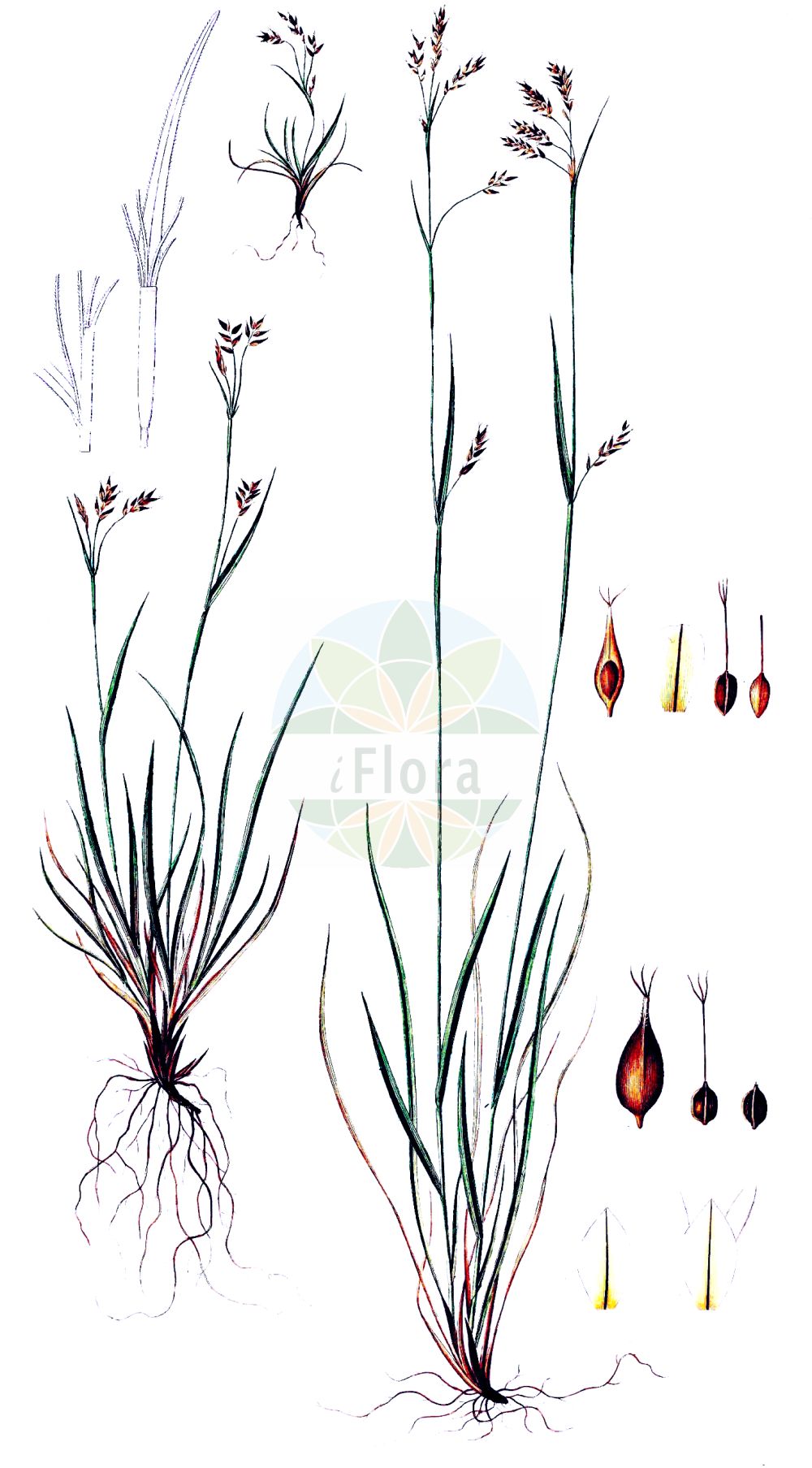 Historische Abbildung von Carex capillaris (Haarstiel-Segge - Hair Sedge). Das Bild zeigt Blatt, Bluete, Frucht und Same. ---- Historical Drawing of Carex capillaris (Haarstiel-Segge - Hair Sedge). The image is showing leaf, flower, fruit and seed.(Carex capillaris,Haarstiel-Segge,Hair Sedge,Carex capillaris,Haarstiel-Segge,Grosse Haarstiel-Segge,Haar-Segge,Haarstielige Segge,Kleine Haarstiel-Segge,Hair Sedge,Hair-like Sedge,Carex,Segge,Sedge,Cyperaceae,Sauergräser,Sedge family,Blatt,Bluete,Frucht,Same,leaf,flower,fruit,seed,Oeder (1761-1883))