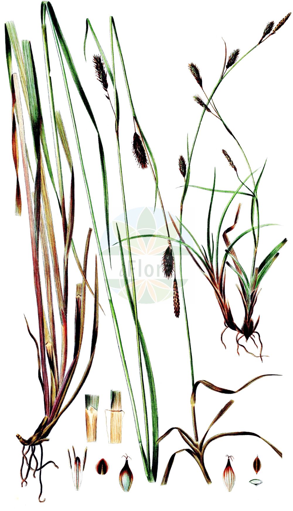 Historische Abbildung von Carex binervis (Zweinervige Segge - Green-ribbed Sedge). Das Bild zeigt Blatt, Bluete, Frucht und Same. ---- Historical Drawing of Carex binervis (Zweinervige Segge - Green-ribbed Sedge). The image is showing leaf, flower, fruit and seed.(Carex binervis,Zweinervige Segge,Green-ribbed Sedge,Carex binervis,Carex rodriguezii,Carex sadleri,Zweinervige Segge,Green-ribbed Sedge,Carex,Segge,Sedge,Cyperaceae,Sauergräser,Sedge family,Blatt,Bluete,Frucht,Same,leaf,flower,fruit,seed,Oeder (1761-1883))