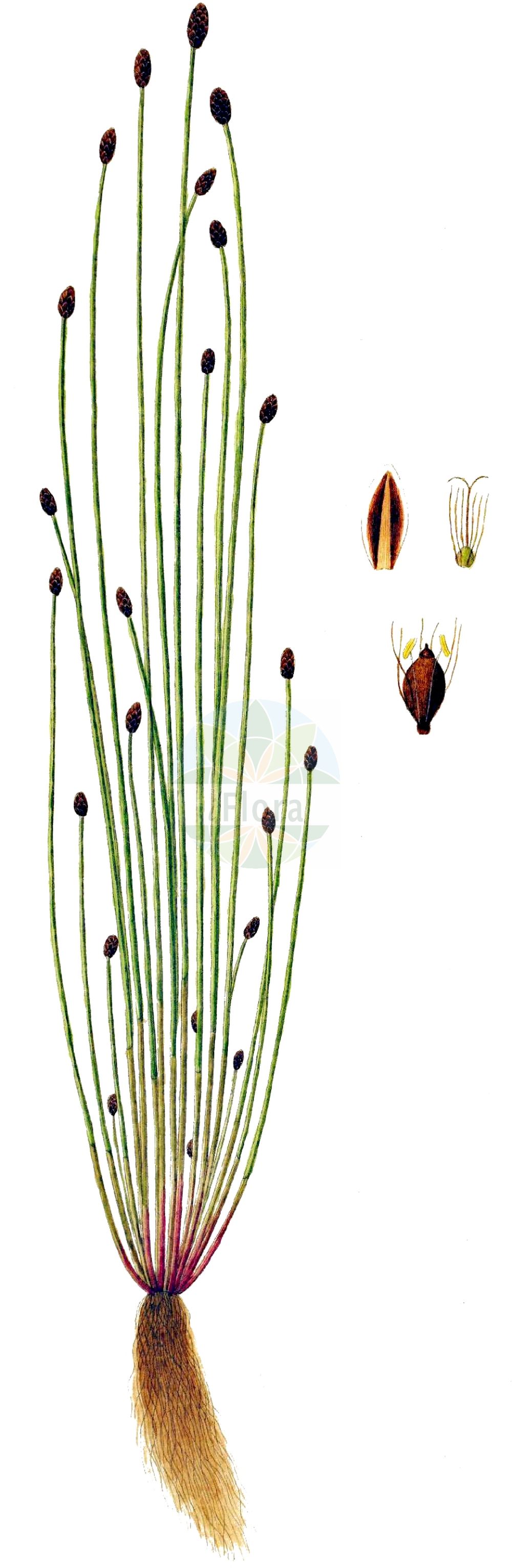 Historische Abbildung von Eleocharis ovata (Eiförmige Sumpfbinse - Oval Spike-rush). Das Bild zeigt Blatt, Bluete, Frucht und Same. ---- Historical Drawing of Eleocharis ovata (Eiförmige Sumpfbinse - Oval Spike-rush). The image is showing leaf, flower, fruit and seed.(Eleocharis ovata,Eiförmige Sumpfbinse,Oval Spike-rush,Eleocharis ovata,Scirpus ovatus,Eifoermige Sumpfbinse,Eikoepfige Sumpfbinse,Ei-Sumpfbinse,Teichriet,Oval Spike-rush,Ovate Spikerush,Eleocharis,Sumpfbinse,Spikerush,Cyperaceae,Sauergräser,Sedge family,Blatt,Bluete,Frucht,Same,leaf,flower,fruit,seed,Oeder (1761-1883))