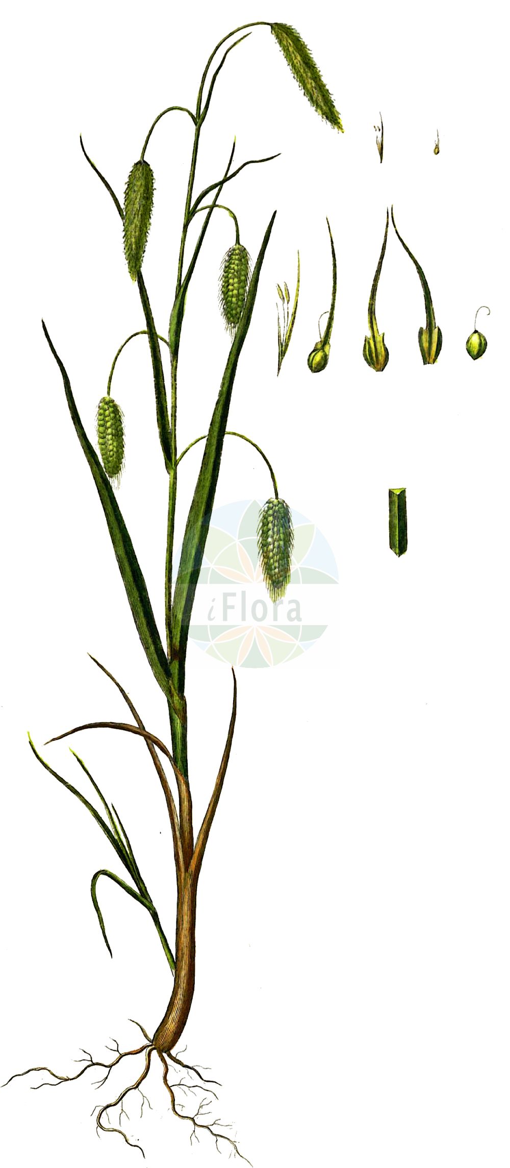 Historische Abbildung von Carex paleacea. Das Bild zeigt Blatt, Bluete, Frucht und Same. ---- Historical Drawing of Carex paleacea. The image is showing leaf, flower, fruit and seed.(Carex paleacea,Carex maritima,Carex paleacea,Carex paralia,Carex,Segge,Sedge,Cyperaceae,Sauergräser,Sedge family,Blatt,Bluete,Frucht,Same,leaf,flower,fruit,seed,Oeder (1761-1883))