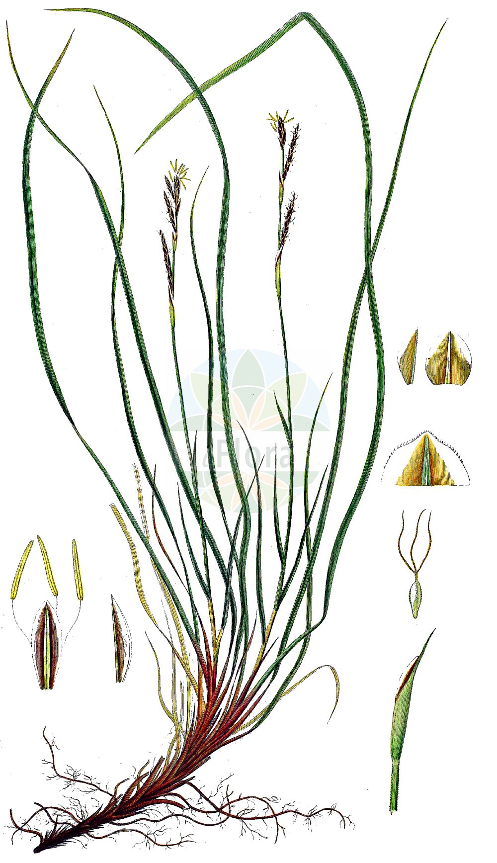 Historische Abbildung von Carex pediformis. Das Bild zeigt Blatt, Bluete, Frucht und Same. ---- Historical Drawing of Carex pediformis. The image is showing leaf, flower, fruit and seed.(Carex pediformis,Carex pediformis,Carex,Segge,Sedge,Cyperaceae,Sauergräser,Sedge family,Blatt,Bluete,Frucht,Same,leaf,flower,fruit,seed,Oeder (1761-1883))