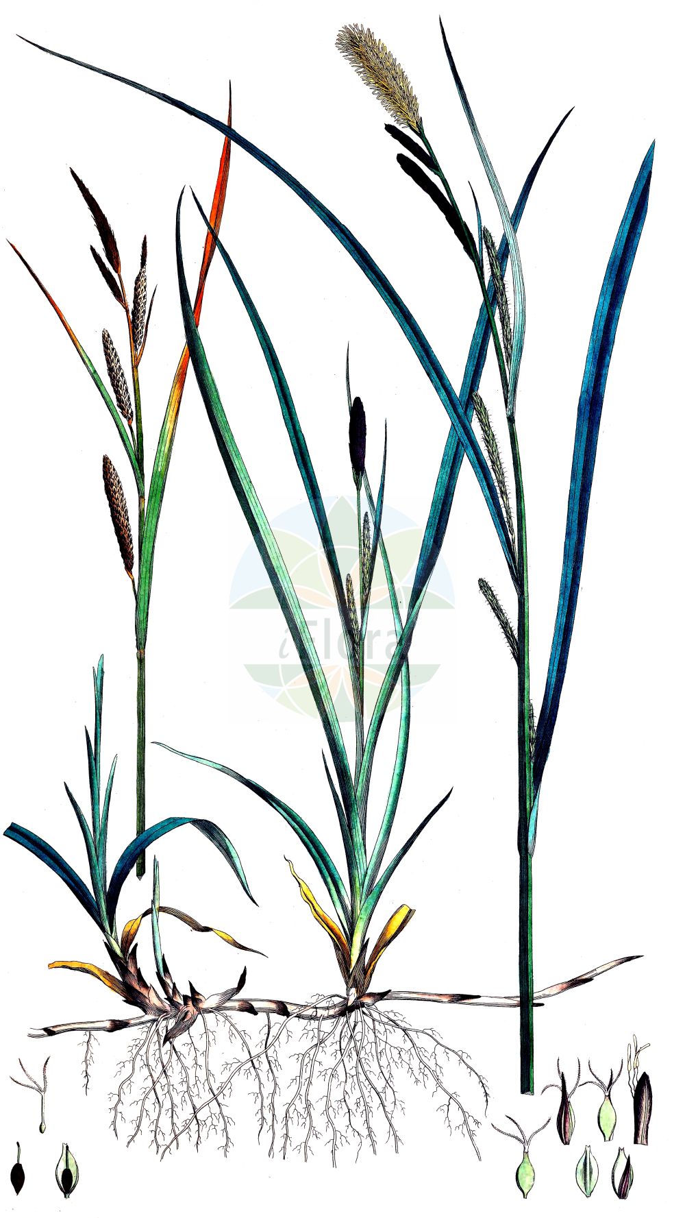 Historische Abbildung von Carex acuta (Kanten-Segge - Slender Tufted-Sedge). Das Bild zeigt Blatt, Bluete, Frucht und Same. ---- Historical Drawing of Carex acuta (Kanten-Segge - Slender Tufted-Sedge). The image is showing leaf, flower, fruit and seed.(Carex acuta,Kanten-Segge,Slender Tufted-Sedge,Carex acuta,Carex ambigua,Carex dichroandra,Carex fuscovaginata,Carex graciliformis,Carex gracilis,Carex sareptana,Carex tricostata,Kanten-Segge,Schlank-Segge,Schlanke Segge,Spitz-Segge,Zierliche Segge,Slender Tufted-Sedge,Acute Sedge,Carex,Segge,Sedge,Cyperaceae,Sauergräser,Sedge family,Blatt,Bluete,Frucht,Same,leaf,flower,fruit,seed,Curtis (1777-1798))