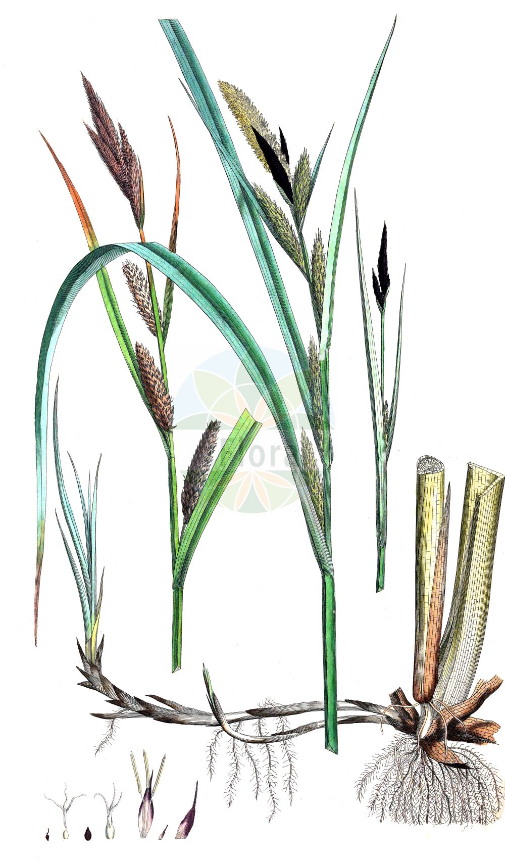 Historische Abbildung von Carex riparia (Ufer-Segge - Greater Pond-Sedge). Das Bild zeigt Blatt, Bluete, Frucht und Same. ---- Historical Drawing of Carex riparia (Ufer-Segge - Greater Pond-Sedge). The image is showing leaf, flower, fruit and seed.(Carex riparia,Ufer-Segge,Greater Pond-Sedge,Carex riparia,Ufer-Segge,Greater Pond-Sedge,Hairy Sedge,Shoreline Sedge,Great Pond-Sedge,Streambank Sedge,Carex,Segge,Sedge,Cyperaceae,Sauergräser,Sedge family,Blatt,Bluete,Frucht,Same,leaf,flower,fruit,seed,Curtis (1777-1798))