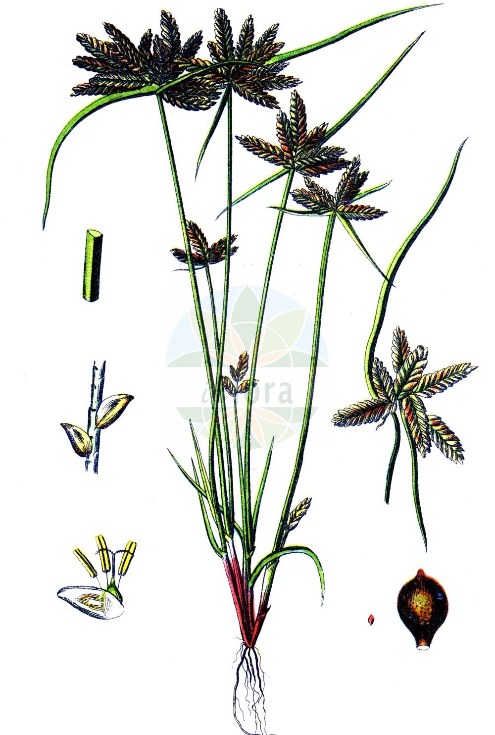 Historische Abbildung von Cyperus flavescens (Gelbliches Zypergras - Yellow Galingale). Das Bild zeigt Blatt, Bluete, Frucht und Same. ---- Historical Drawing of Cyperus flavescens (Gelbliches Zypergras - Yellow Galingale). The image is showing leaf, flower, fruit and seed.(Cyperus flavescens,Gelbliches Zypergras,Yellow Galingale,Cyperus flavescens,Pycreus flavescens,Gelbliches Zypergras,Yellow Galingale,Yellow Flatsedge,Yellowish Cyperus,Yellowish Sedge,Cyperus,Zypergras,Flatsedge,Cyperaceae,Sauergräser,Sedge family,Blatt,Bluete,Frucht,Same,leaf,flower,fruit,seed,Sturm (1796f))