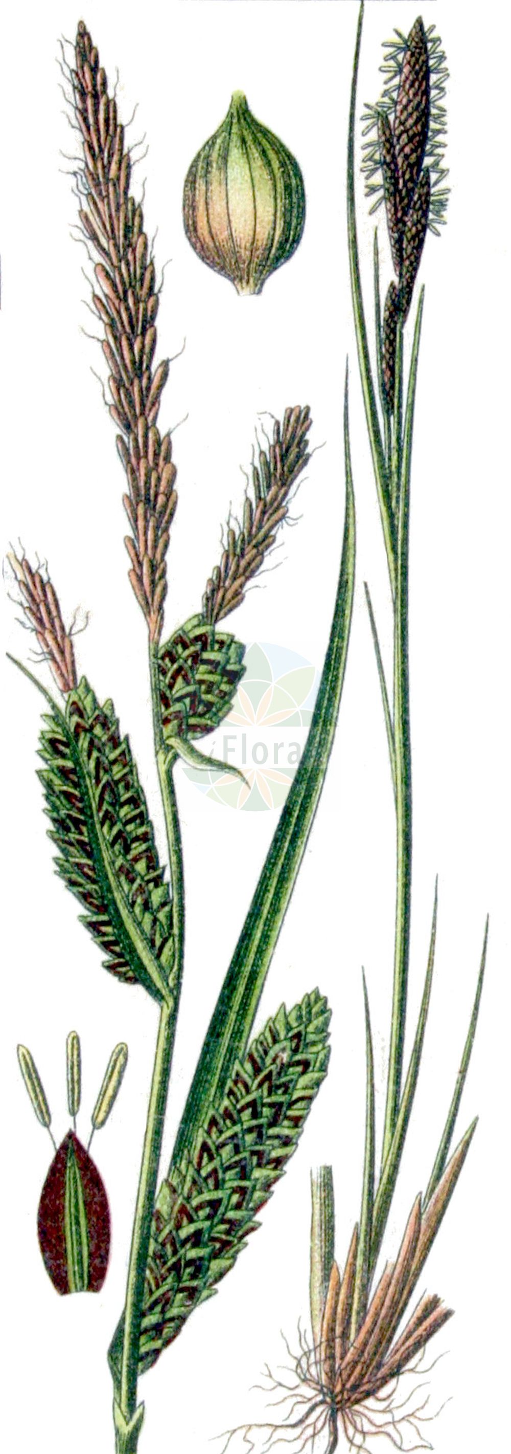 Historische Abbildung von Carex elata (Steife Segge - Tufted-Sedge). Das Bild zeigt Blatt, Bluete, Frucht und Same. ---- Historical Drawing of Carex elata (Steife Segge - Tufted-Sedge). The image is showing leaf, flower, fruit and seed.(Carex elata,Steife Segge,Tufted-Sedge,Carex elata,Steife Segge,Tufted-Sedge,Tussock Sedge,Carex,Segge,Sedge,Cyperaceae,Sauergräser,Sedge family,Blatt,Bluete,Frucht,Same,leaf,flower,fruit,seed,Sturm (1796f))