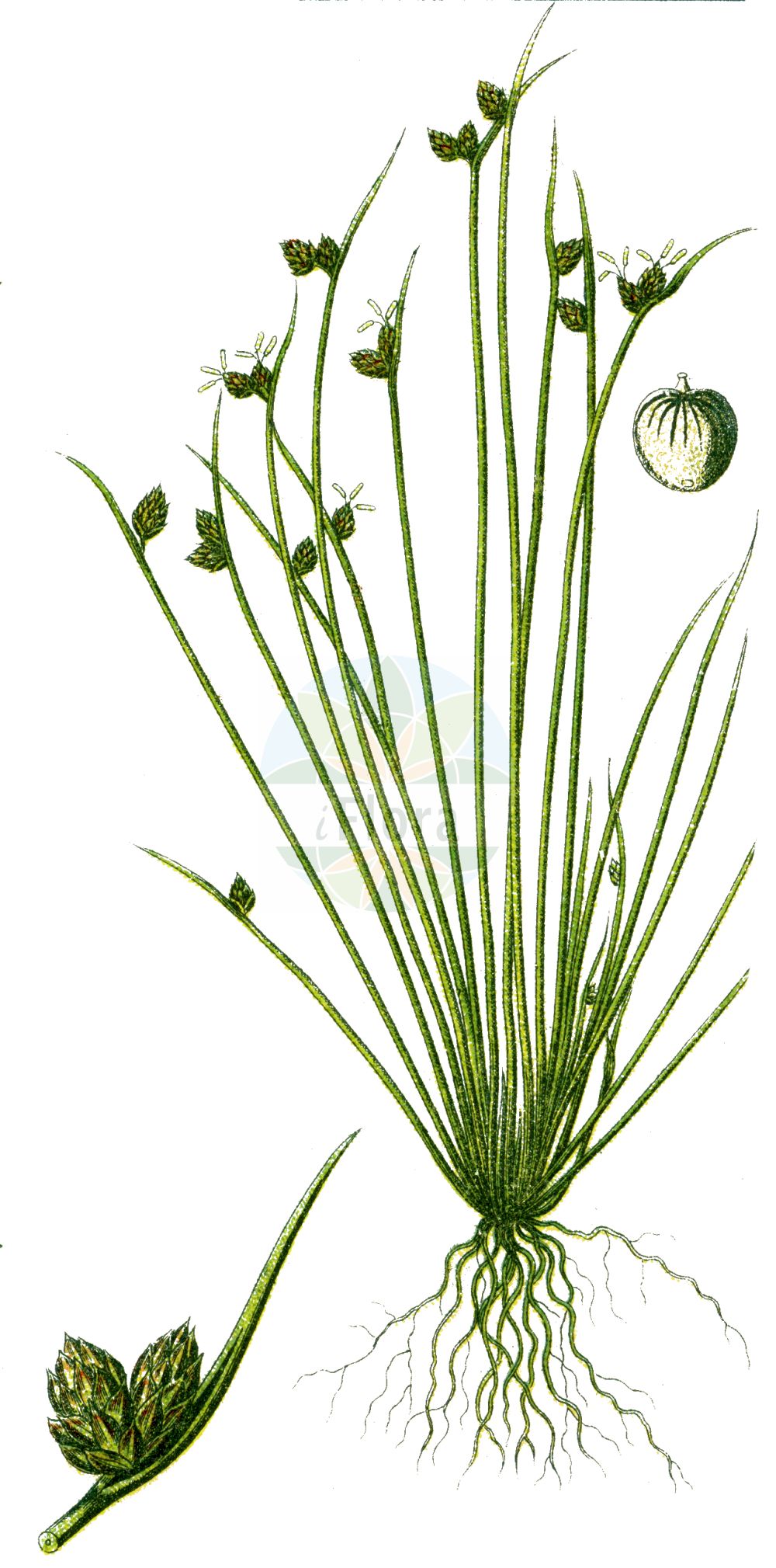 Historische Abbildung von Isolepis setacea (Borstige Moorbinse - Bristle Club-rush). Das Bild zeigt Blatt, Bluete, Frucht und Same. ---- Historical Drawing of Isolepis setacea (Borstige Moorbinse - Bristle Club-rush). The image is showing leaf, flower, fruit and seed.(Isolepis setacea,Borstige Moorbinse,Bristle Club-rush,Isolepis setacea,Scirpus setaceus,Borstige Moorbinse,Borsten-Moorbinse,Borstige Schuppensimse,Bristle Club-rush,Bristleleaf Bulrush,Isolepis,Moorbinse,Bulrush,Cyperaceae,Sauergräser,Sedge family,Blatt,Bluete,Frucht,Same,leaf,flower,fruit,seed,Sturm (1796f))