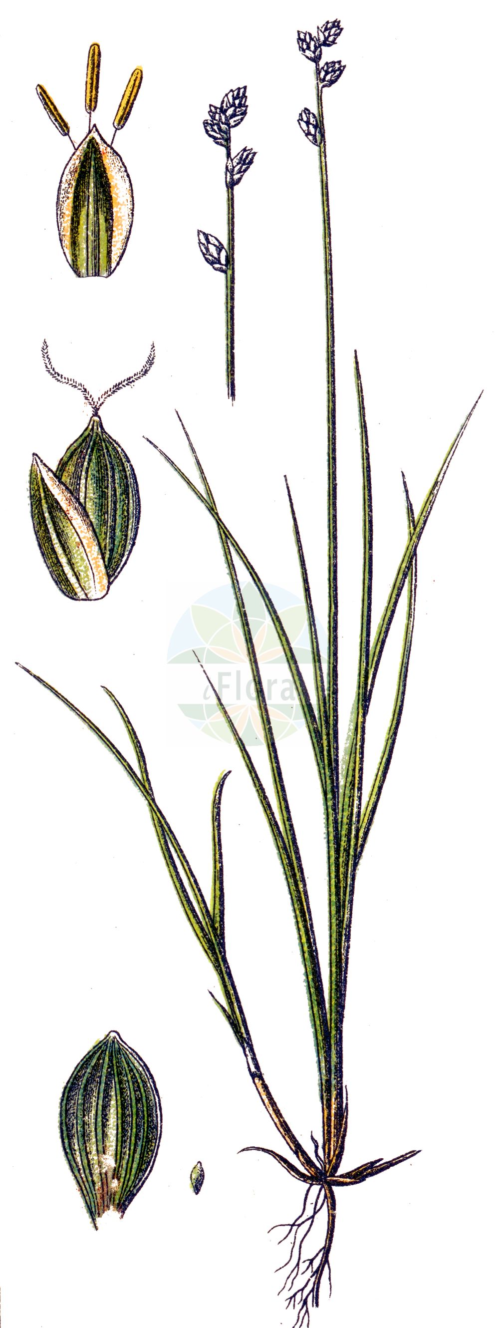 Historische Abbildung von Carex loliacea (Lolchartige Segge - Darnel Sedge). Das Bild zeigt Blatt, Bluete, Frucht und Same. ---- Historical Drawing of Carex loliacea (Lolchartige Segge - Darnel Sedge). The image is showing leaf, flower, fruit and seed.(Carex loliacea,Lolchartige Segge,Darnel Sedge,Carex loliacea,Lolchartige Segge,Darnel Sedge,Ryegrass Sedge,Carex,Segge,Sedge,Cyperaceae,Sauergräser,Sedge family,Blatt,Bluete,Frucht,Same,leaf,flower,fruit,seed,Sturm (1796f))