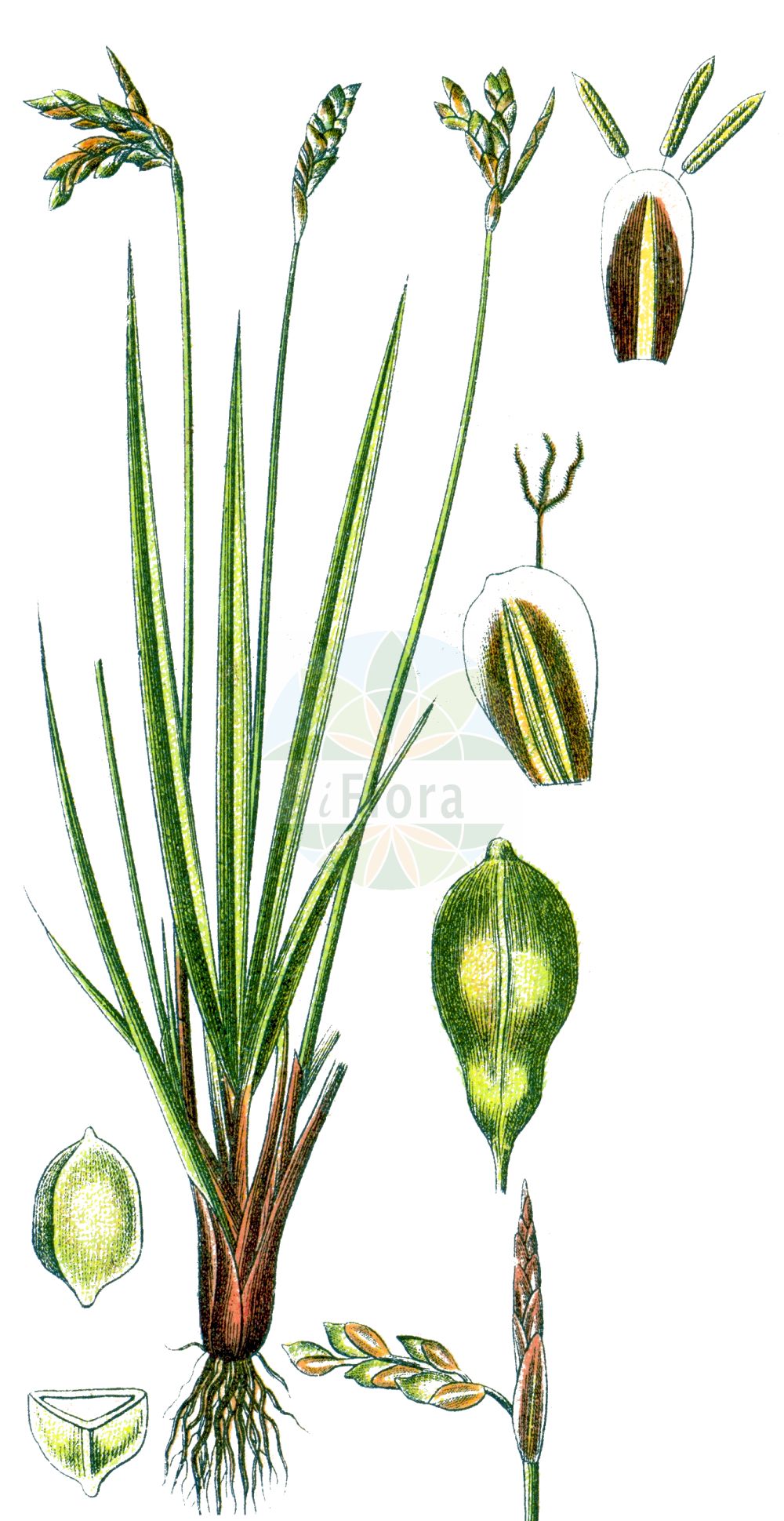 Historische Abbildung von Carex liparocarpos. Das Bild zeigt Blatt, Bluete, Frucht und Same. ---- Historical Drawing of Carex liparocarpos. The image is showing leaf, flower, fruit and seed.(Carex liparocarpos,Carex liparocarpos,Carex,Segge,Sedge,Cyperaceae,Sauergräser,Sedge family,Blatt,Bluete,Frucht,Same,leaf,flower,fruit,seed,Sturm (1796f))