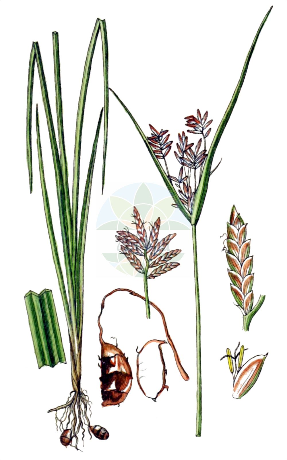 Historische Abbildung von Cyperus esculentus (Erdmandel - Yellow Nutsedge). Das Bild zeigt Blatt, Bluete, Frucht und Same. ---- Historical Drawing of Cyperus esculentus (Erdmandel - Yellow Nutsedge). The image is showing leaf, flower, fruit and seed.(Cyperus esculentus,Erdmandel,Yellow Nutsedge,Chlorocyperus esculentus,Cyperus aureus,Cyperus esculentus,Cyperus melanorhizus,Erdmandel,Essbares Zypergras,Yellow Nutsedge,Chufa,Earth Almond,Edible Cyperus,Tiger Nut,Watergrass,Yellow Nutgrass,Cyperus,Zypergras,Flatsedge,Cyperaceae,Sauergräser,Sedge family,Blatt,Bluete,Frucht,Same,leaf,flower,fruit,seed,Sturm (1796f))