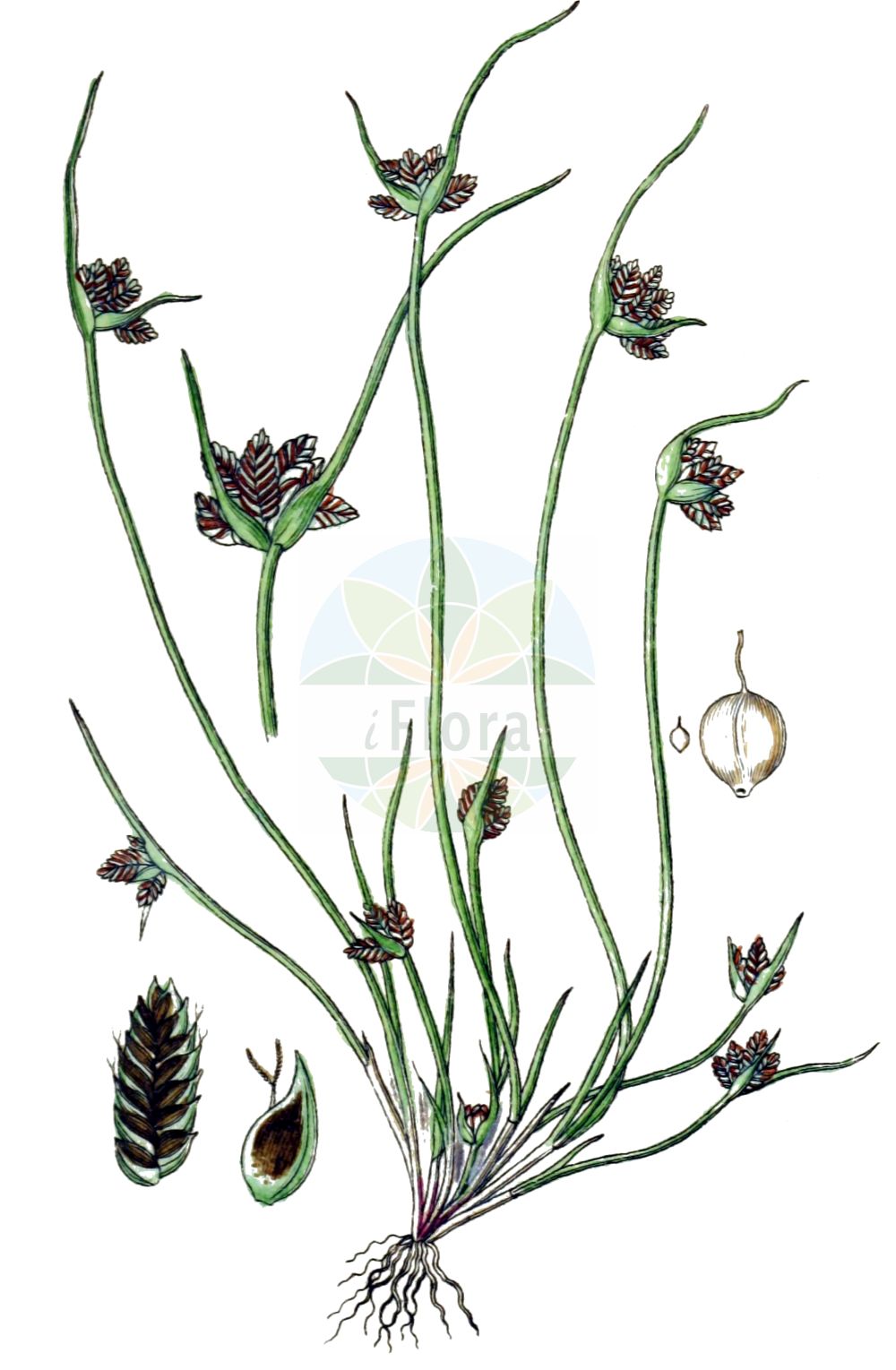 Historische Abbildung von Cyperus pannonicus. Das Bild zeigt Blatt, Bluete, Frucht und Same. ---- Historical Drawing of Cyperus pannonicus. The image is showing leaf, flower, fruit and seed.(Cyperus pannonicus,Acorellus pannonicus,Cyperus pannonicus,Juncellus pannonicus,Cyperus,Zypergras,Flatsedge,Cyperaceae,Sauergräser,Sedge family,Blatt,Bluete,Frucht,Same,leaf,flower,fruit,seed,Sturm (1796f))