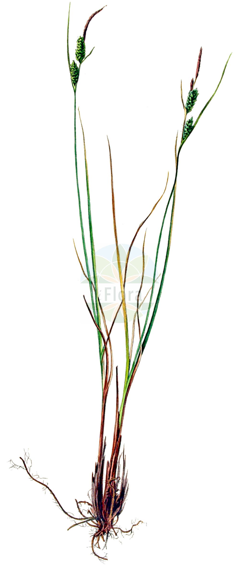 Historische Abbildung von Carex nigra (Wiesen-Segge - Common Sedge). Das Bild zeigt Blatt, Bluete, Frucht und Same. ---- Historical Drawing of Carex nigra (Wiesen-Segge - Common Sedge). The image is showing leaf, flower, fruit and seed.(Carex nigra,Wiesen-Segge,Common Sedge,Carex fusca,Carex goodenowii,Carex intricata,Carex juncella,Carex nigra,Carex stolonifera,Carex transcaucasica,Carex vulgaris,Carex wiluica,Wiesen-Segge,Braune Segge,Common Sedge,Small-flowered Sedge,Smooth Black Sedge,Carex,Segge,Sedge,Cyperaceae,Sauergräser,Sedge family,Blatt,Bluete,Frucht,Same,leaf,flower,fruit,seed,Kops (1800-1934))