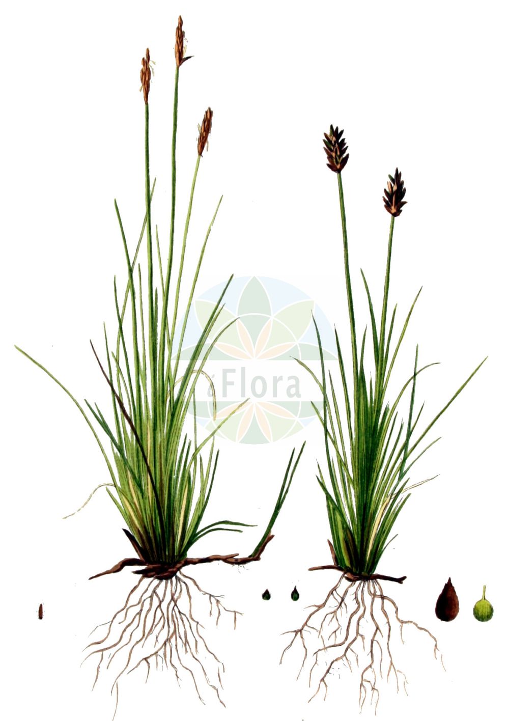 Historische Abbildung von Carex dioica (Zweihäusige Segge - Dioecious Sedge). Das Bild zeigt Blatt, Bluete, Frucht und Same. ---- Historical Drawing of Carex dioica (Zweihäusige Segge - Dioecious Sedge). The image is showing leaf, flower, fruit and seed.(Carex dioica,Zweihäusige Segge,Dioecious Sedge,Carex dioica,Carex microstachya,Vignea dioica,Zweihaeusige Segge,Dioecious Sedge,Carex,Segge,Sedge,Cyperaceae,Sauergräser,Sedge family,Blatt,Bluete,Frucht,Same,leaf,flower,fruit,seed,Kops (1800-1934))