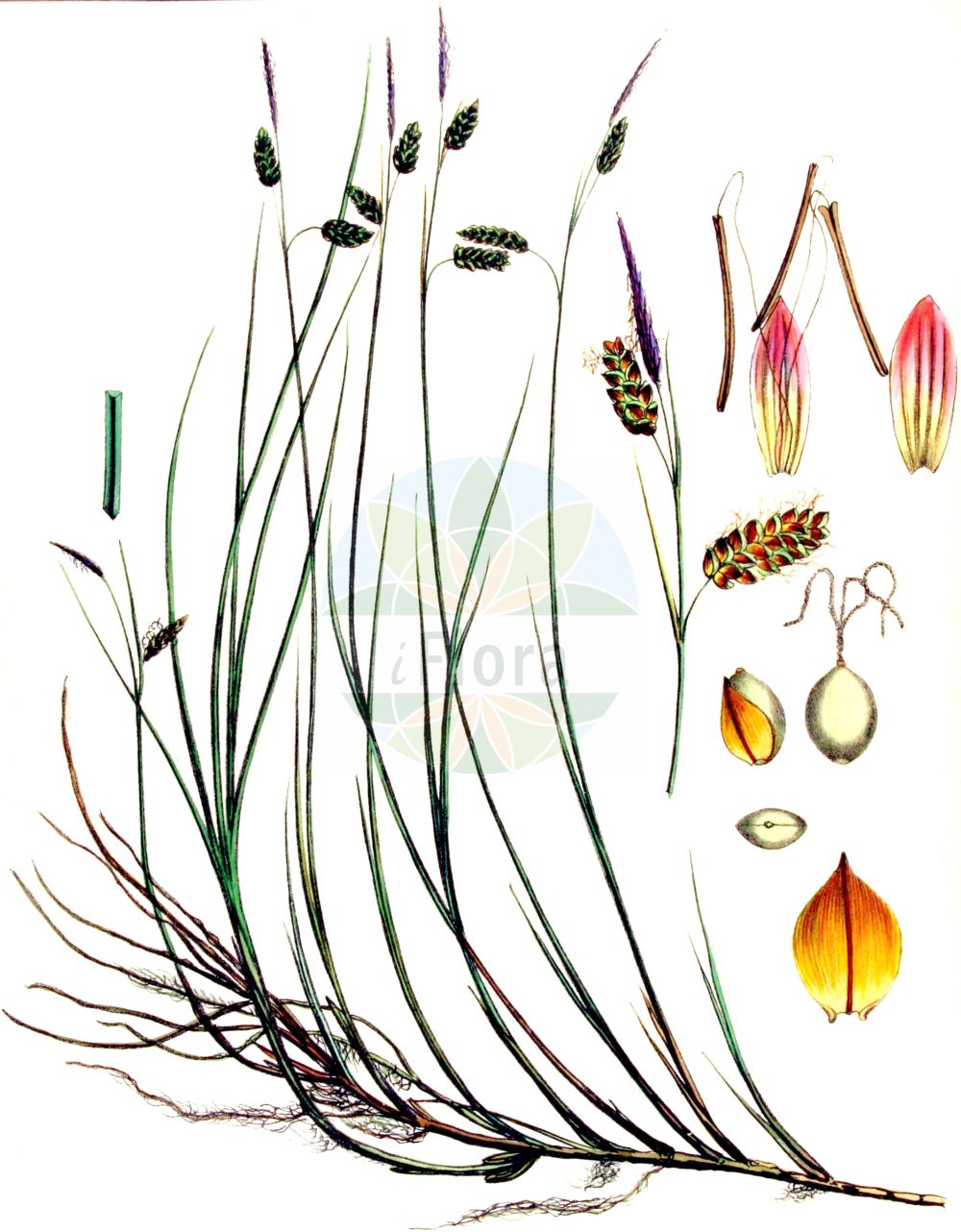 Historische Abbildung von Carex limosa (Schlamm-Segge - Bog-Sedge). Das Bild zeigt Blatt, Bluete, Frucht und Same. ---- Historical Drawing of Carex limosa (Schlamm-Segge - Bog-Sedge). The image is showing leaf, flower, fruit and seed.(Carex limosa,Schlamm-Segge,Bog-Sedge,Carex limosa,Schlamm-Segge,Bog-Sedge,Mud Sedge,Carex,Segge,Sedge,Cyperaceae,Sauergräser,Sedge family,Blatt,Bluete,Frucht,Same,leaf,flower,fruit,seed,Kops (1800-1934))