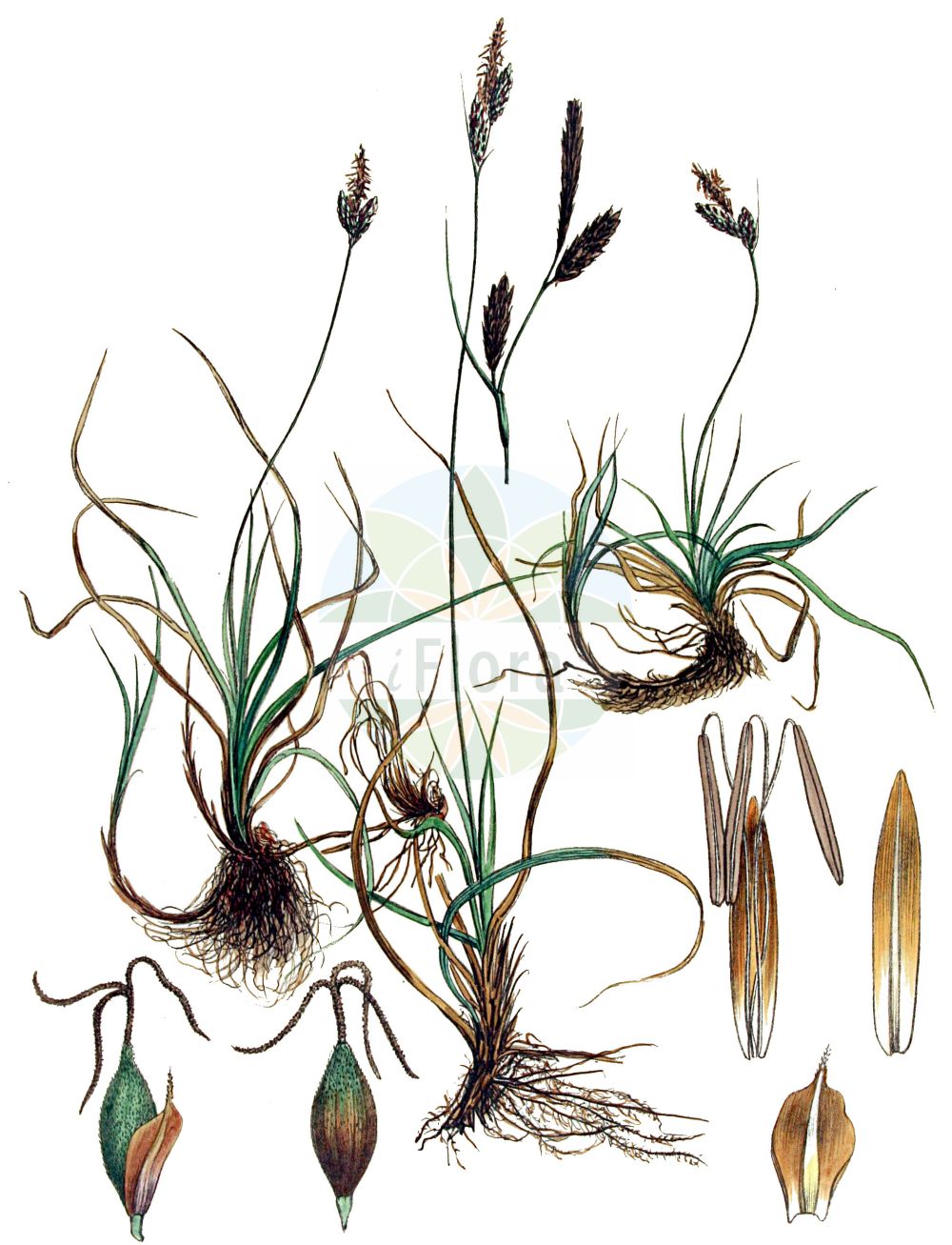 Historische Abbildung von Carex caryophyllea (Frühlings-Segge - Spring-Sedge). Das Bild zeigt Blatt, Bluete, Frucht und Same. ---- Historical Drawing of Carex caryophyllea (Frühlings-Segge - Spring-Sedge). The image is showing leaf, flower, fruit and seed.(Carex caryophyllea,Frühlings-Segge,Spring-Sedge,Carex caryophyllea,Carex fuscotincta,Carex ruthenica,Carex trachyantha,Carex verna,Fruehlings-Segge,Spring-Sedge,Vernal Sedge,Carex,Segge,Sedge,Cyperaceae,Sauergräser,Sedge family,Blatt,Bluete,Frucht,Same,leaf,flower,fruit,seed,Kops (1800-1934))