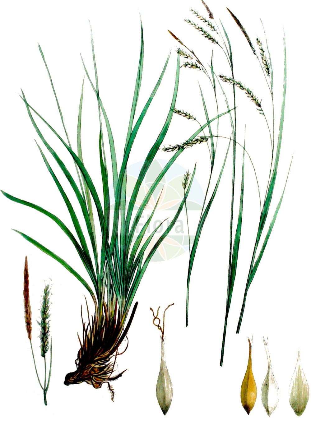 Historische Abbildung von Carex sylvatica (Wald-Segge - Wood-Sedge). Das Bild zeigt Blatt, Bluete, Frucht und Same. ---- Historical Drawing of Carex sylvatica (Wald-Segge - Wood-Sedge). The image is showing leaf, flower, fruit and seed.(Carex sylvatica,Wald-Segge,Wood-Sedge,Carex sylvatica,Wald-Segge,Wood-Sedge,European Woodland Sedge,Carex,Segge,Sedge,Cyperaceae,Sauergräser,Sedge family,Blatt,Bluete,Frucht,Same,leaf,flower,fruit,seed,Kops (1800-1934))