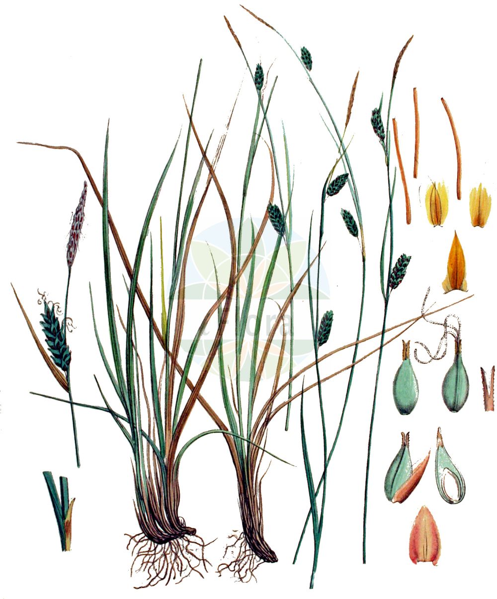 Historische Abbildung von Carex hostiana (Saum-Segge - Tawny Sedge). Das Bild zeigt Blatt, Bluete, Frucht und Same. ---- Historical Drawing of Carex hostiana (Saum-Segge - Tawny Sedge). The image is showing leaf, flower, fruit and seed.(Carex hostiana,Saum-Segge,Tawny Sedge,Carex hornschuchiana,Carex hostiana,Saum-Segge,Tawny Sedge,Host Sedge,Carex,Segge,Sedge,Cyperaceae,Sauergräser,Sedge family,Blatt,Bluete,Frucht,Same,leaf,flower,fruit,seed,Kops (1800-1934))