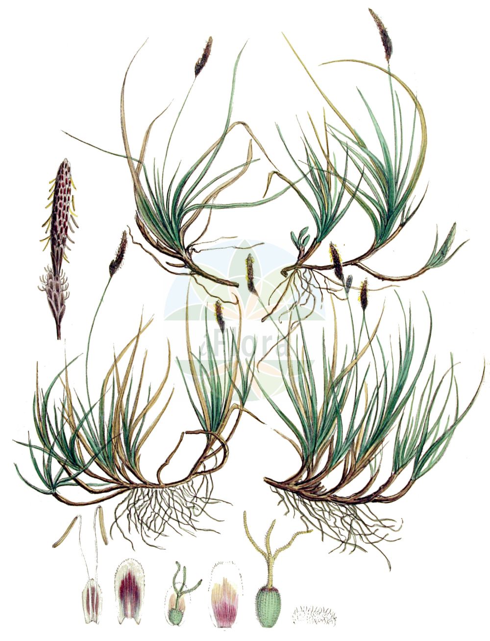 Historische Abbildung von Carex ericetorum (Heide-Segge - Rare Spring-Sedge). Das Bild zeigt Blatt, Bluete, Frucht und Same. ---- Historical Drawing of Carex ericetorum (Heide-Segge - Rare Spring-Sedge). The image is showing leaf, flower, fruit and seed.(Carex ericetorum,Heide-Segge,Rare Spring-Sedge,Carex approximata,Carex ericetorum,Carex ericetorum var. approximata,Heide-Segge,Rare Spring-Sedge,Heath Sedge,Carex,Segge,Sedge,Cyperaceae,Sauergräser,Sedge family,Blatt,Bluete,Frucht,Same,leaf,flower,fruit,seed,Kops (1800-1934))