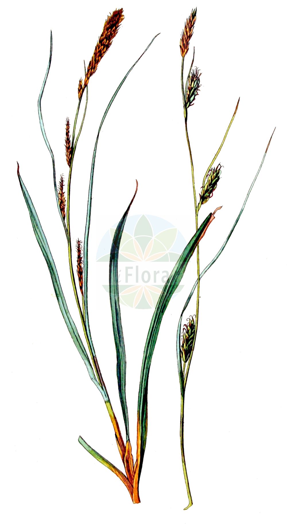 Historische Abbildung von Carex laevigata (Glatte Segge - Smooth-stalked Sedge). Das Bild zeigt Blatt, Bluete, Frucht und Same. ---- Historical Drawing of Carex laevigata (Glatte Segge - Smooth-stalked Sedge). The image is showing leaf, flower, fruit and seed.(Carex laevigata,Glatte Segge,Smooth-stalked Sedge,Carex laevigata,Carex welwitschii,Glatte Segge,Smooth-stalked Sedge,Smooth Sedge,Carex,Segge,Sedge,Cyperaceae,Sauergräser,Sedge family,Blatt,Bluete,Frucht,Same,leaf,flower,fruit,seed,Kops (1800-1934))