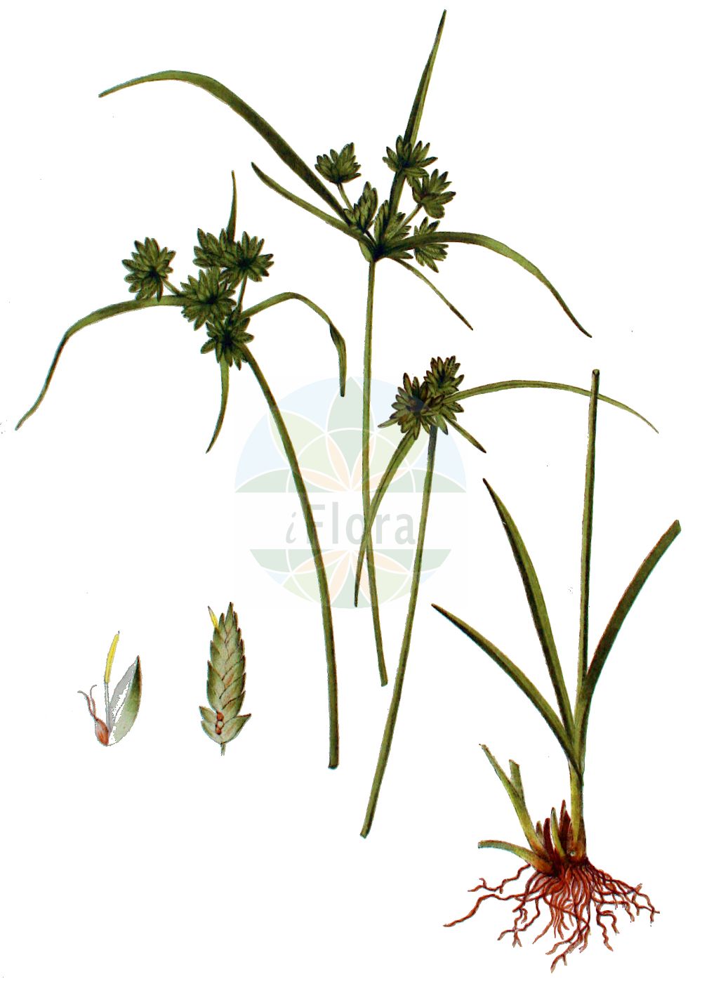 Historische Abbildung von Cyperus eragrostis. Das Bild zeigt Blatt, Bluete, Frucht und Same. ---- Historical Drawing of Cyperus eragrostis. The image is showing leaf, flower, fruit and seed.(Cyperus eragrostis,Cyperus declinatus,Cyperus depressus,Cyperus eragrostis,Cyperus vegetus,Cyperus,Zypergras,Flatsedge,Cyperaceae,Sauergräser,Sedge family,Blatt,Bluete,Frucht,Same,leaf,flower,fruit,seed,Kops (1800-1934))