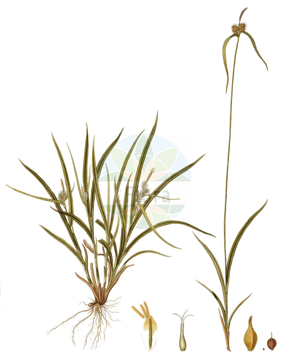 Historische Abbildung von Carex flava (Gelb-Segge - Large Yellow-Sedge). Das Bild zeigt Blatt, Bluete, Frucht und Same. ---- Historical Drawing of Carex flava (Gelb-Segge - Large Yellow-Sedge). The image is showing leaf, flower, fruit and seed.(Carex flava,Gelb-Segge,Large Yellow-Sedge,Carex flava,Carex flavella,Carex nevadensis subsp. flavella,Gelb-Segge,Alpen-Gelb-Segge,Gewoehnliche Gelbsegge,Large Yellow-Sedge,Common Yellow Sedge,Yellow Sedge,Carex,Segge,Sedge,Cyperaceae,Sauergräser,Sedge family,Blatt,Bluete,Frucht,Same,leaf,flower,fruit,seed,Host (1801-1809))