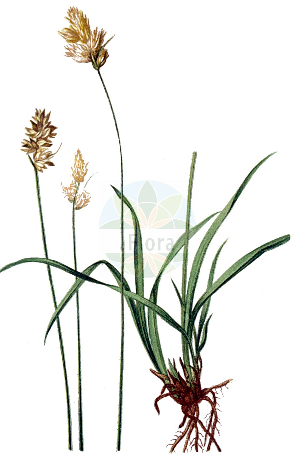 Historische Abbildung von Carex leporina (Hasenpfoten-Segge - Oval Sedge). Das Bild zeigt Blatt, Bluete, Frucht und Same. ---- Historical Drawing of Carex leporina (Hasenpfoten-Segge - Oval Sedge). The image is showing leaf, flower, fruit and seed.(Carex leporina,Hasenpfoten-Segge,Oval Sedge,Carex argyroglochin,Carex leporina,Carex ovalis,Carex sicula,Vignea ovalis,Hasenpfoten-Segge,Hasenfuss-Segge,Oval Sedge,Hare's-foot Sedge,Eggbract Sedge,Carex,Segge,Sedge,Cyperaceae,Sauergräser,Sedge family,Blatt,Bluete,Frucht,Same,leaf,flower,fruit,seed,Hartinger & von Dalla Torre (1806f))