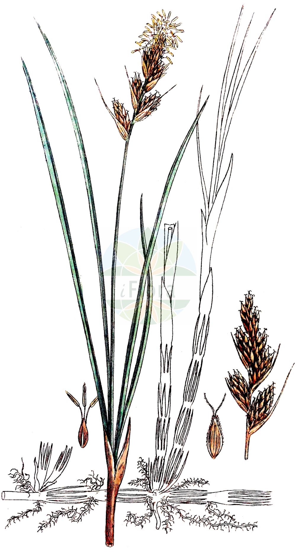 Historische Abbildung von Carex arenaria (Sand-Segge - Sand Sedge). Das Bild zeigt Blatt, Bluete, Frucht und Same. ---- Historical Drawing of Carex arenaria (Sand-Segge - Sand Sedge). The image is showing leaf, flower, fruit and seed.(Carex arenaria,Sand-Segge,Sand Sedge,Carex arenaria,Sand-Segge,Sand Sedge,Common Sea-reed,Marram Matweed,Carex,Segge,Sedge,Cyperaceae,Sauergräser,Sedge family,Blatt,Bluete,Frucht,Same,leaf,flower,fruit,seed,Svensk Botanik (Svensk Botanik))