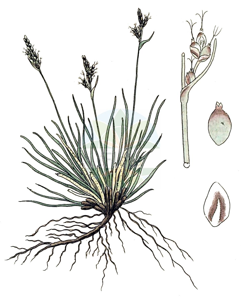 Historische Abbildung von Carex ornithopoda (Vogelfuß-Segge - Bird's-foot Sedge). Das Bild zeigt Blatt, Bluete, Frucht und Same. ---- Historical Drawing of Carex ornithopoda (Vogelfuß-Segge - Bird's-foot Sedge). The image is showing leaf, flower, fruit and seed.(Carex ornithopoda,Vogelfuß-Segge,Bird's-foot Sedge,Carex ornithopoda,Carex ornithopodioides,Vogelfuss-Segge,Alpen-Vogelfusssegge,Gewoehnliche Vogelfuss-Segge,Bird's-foot Sedge,Carex,Segge,Sedge,Cyperaceae,Sauergräser,Sedge family,Blatt,Bluete,Frucht,Same,leaf,flower,fruit,seed,Svensk Botanik (Svensk Botanik))