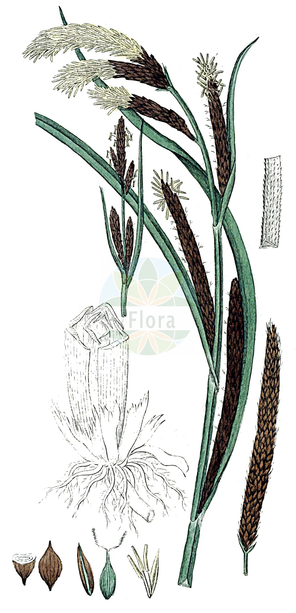 Historische Abbildung von Carex acuta (Kanten-Segge - Slender Tufted-Sedge). Das Bild zeigt Blatt, Bluete, Frucht und Same. ---- Historical Drawing of Carex acuta (Kanten-Segge - Slender Tufted-Sedge). The image is showing leaf, flower, fruit and seed.(Carex acuta,Kanten-Segge,Slender Tufted-Sedge,Carex acuta,Carex ambigua,Carex dichroandra,Carex fuscovaginata,Carex graciliformis,Carex gracilis,Carex sareptana,Carex tricostata,Kanten-Segge,Schlank-Segge,Schlanke Segge,Spitz-Segge,Zierliche Segge,Slender Tufted-Sedge,Acute Sedge,Carex,Segge,Sedge,Cyperaceae,Sauergräser,Sedge family,Blatt,Bluete,Frucht,Same,leaf,flower,fruit,seed,Svensk Botanik (Svensk Botanik))