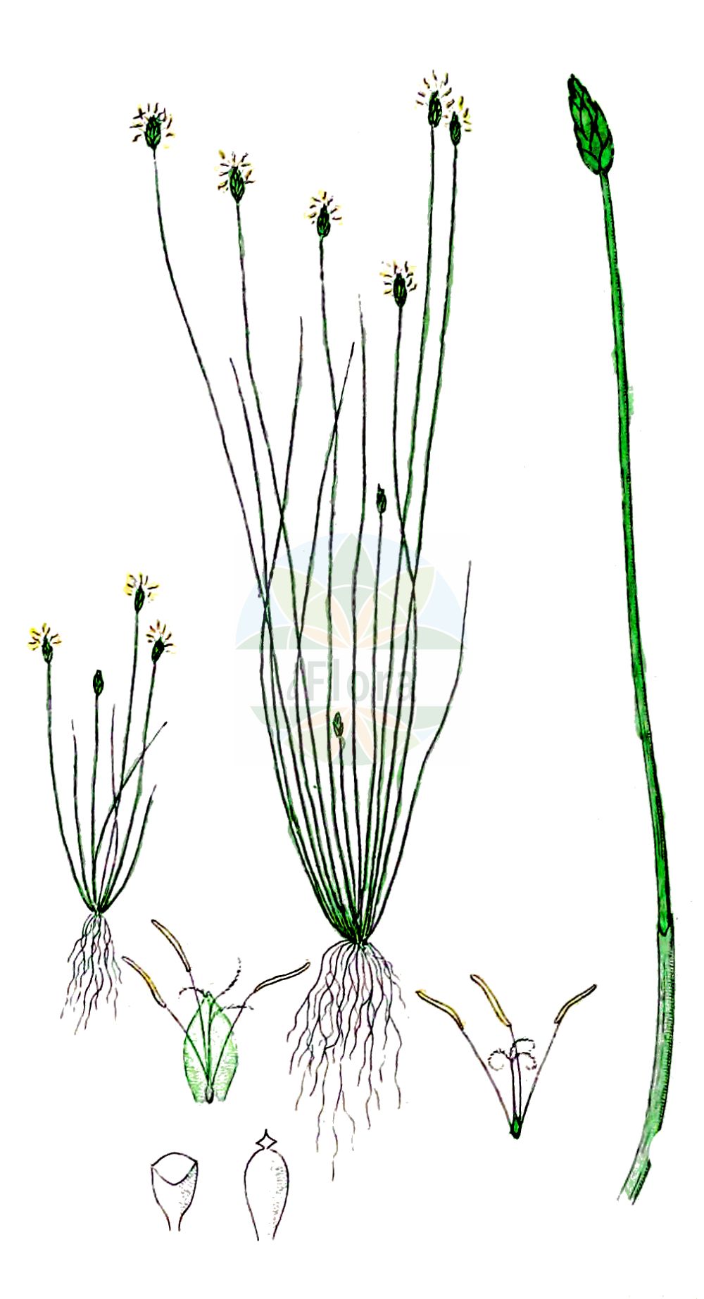 Historische Abbildung von Eleocharis acicularis (Nadel-Sumpfbinse - Needle Spike-rush). Das Bild zeigt Blatt, Bluete, Frucht und Same. ---- Historical Drawing of Eleocharis acicularis (Nadel-Sumpfbinse - Needle Spike-rush). The image is showing leaf, flower, fruit and seed.(Eleocharis acicularis,Nadel-Sumpfbinse,Needle Spike-rush,Eleocharis acicularis,Scirpus acicularis,Nadel-Sumpfbinse,Nadelbinse,Needle Spike-rush,Slender Spikerush,Eleocharis,Sumpfbinse,Spikerush,Cyperaceae,Sauergräser,Sedge family,Blatt,Bluete,Frucht,Same,leaf,flower,fruit,seed,Svensk Botanik (Svensk Botanik))