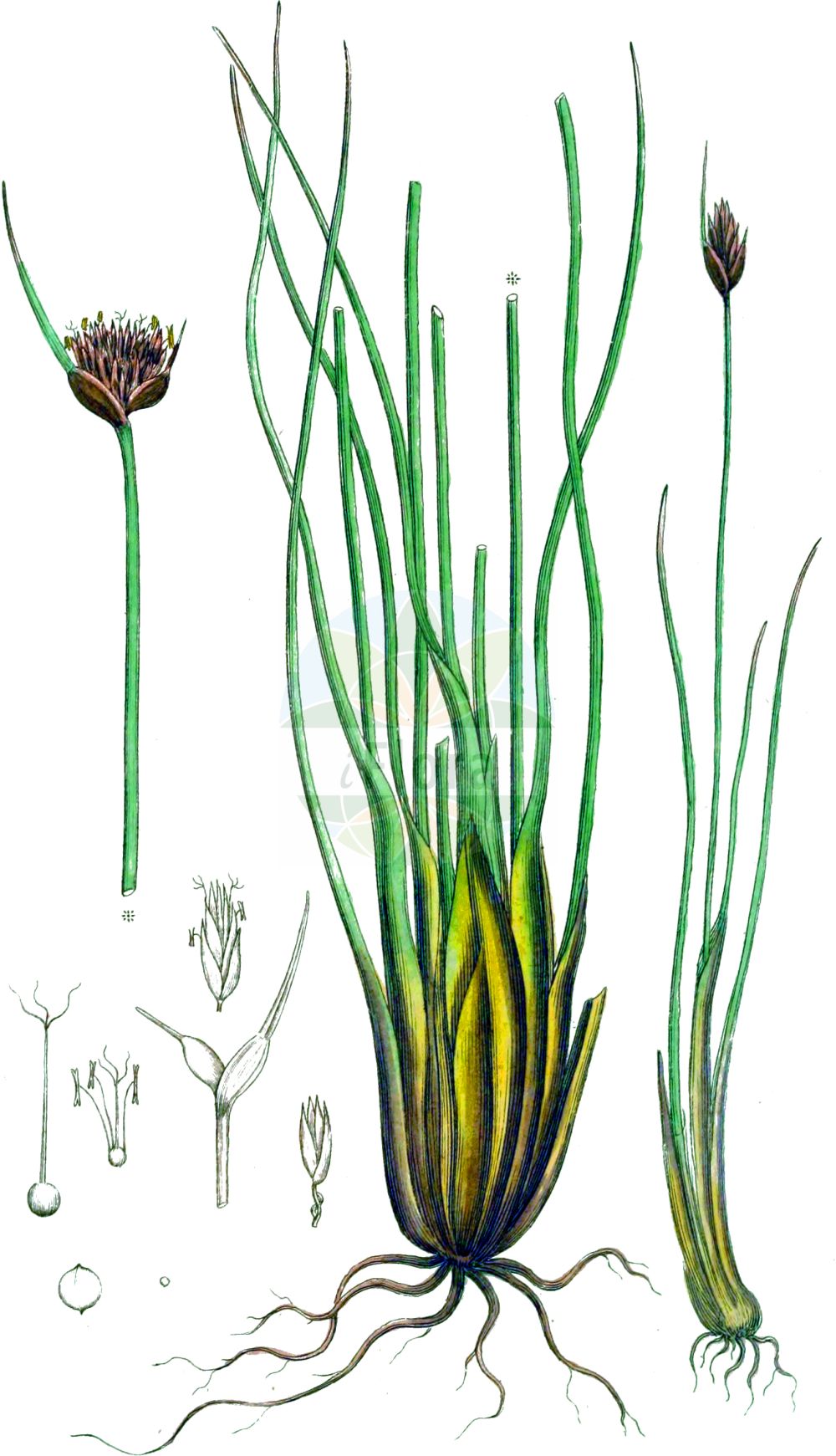 Historische Abbildung von Schoenus nigricans (Schwarzes Kopfried - Black Bog-rush). Das Bild zeigt Blatt, Bluete, Frucht und Same. ---- Historical Drawing of Schoenus nigricans (Schwarzes Kopfried - Black Bog-rush). The image is showing leaf, flower, fruit and seed.(Schoenus nigricans,Schwarzes Kopfried,Black Bog-rush,Schoenus nigricans,Schwarzes Kopfried,Black Bog-rush,Bogrush,Schoenus,Kopfried,Bogrush,Cyperaceae,Sauergräser,Sedge family,Blatt,Bluete,Frucht,Same,leaf,flower,fruit,seed,Svensk Botanik (Svensk Botanik))