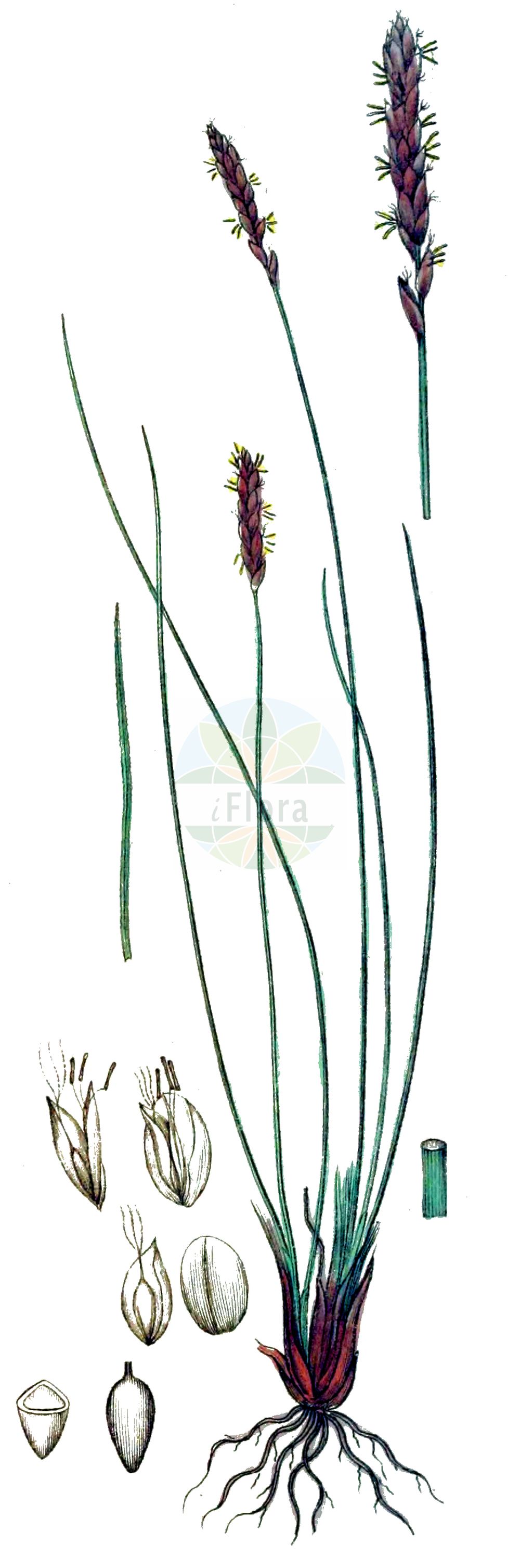 Historische Abbildung von Kobresia myosuroides (Nacktried - Bellardi Bog Sedge). Das Bild zeigt Blatt, Bluete, Frucht und Same. ---- Historical Drawing of Kobresia myosuroides (Nacktried - Bellardi Bog Sedge). The image is showing leaf, flower, fruit and seed.(Kobresia myosuroides,Nacktried,Bellardi Bog Sedge,Carex bellardii,Elyna bellardii,Elyna myosuroides,Elyna scirpina,Elyna spicata,Kobresia bellardii,Kobresia myosuroides,Kobresia scirpina,Nacktried,Ährensegge,Nacktriet,Bellardi Bog Sedge,Kobresia,Schuppenried,Bog Sedge,Cyperaceae,Sauergräser,Sedge family,Blatt,Bluete,Frucht,Same,leaf,flower,fruit,seed,Svensk Botanik (Svensk Botanik))