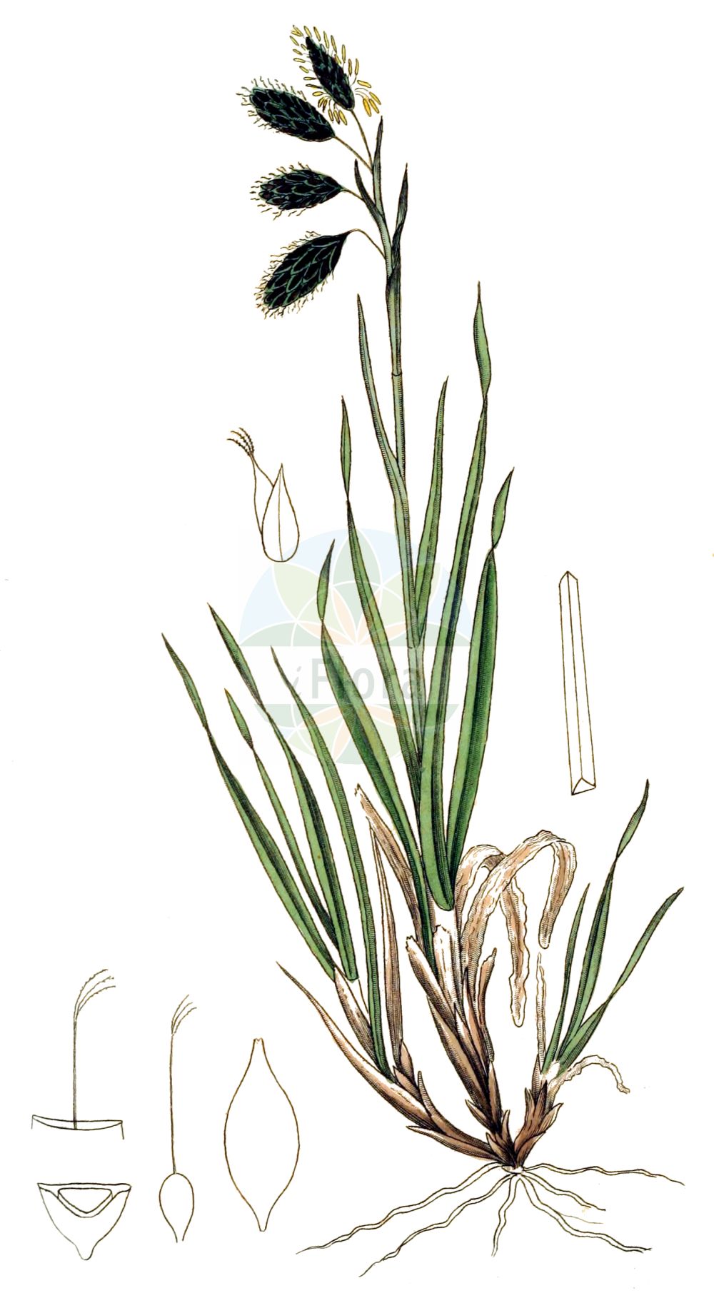 Historische Abbildung von Carex atrofusca (Scorched Alpine-Sedge). Das Bild zeigt Blatt, Bluete, Frucht und Same. ---- Historical Drawing of Carex atrofusca (Scorched Alpine-Sedge). The image is showing leaf, flower, fruit and seed.(Carex atrofusca,Scorched Alpine-Sedge,Carex atrofusca,Carex ustulata,Carex,Segge,Sedge,Cyperaceae,Sauergräser,Sedge family,Blatt,Bluete,Frucht,Same,leaf,flower,fruit,seed,Svensk Botanik (Svensk Botanik))