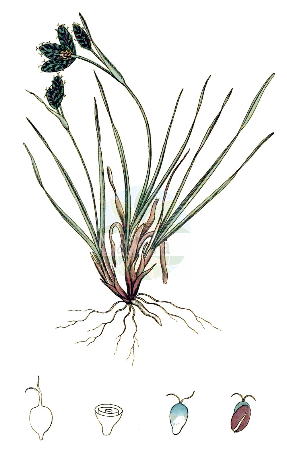 Historische Abbildung von Carex bicolor. Das Bild zeigt Blatt, Bluete, Frucht und Same. ---- Historical Drawing of Carex bicolor. The image is showing leaf, flower, fruit and seed.(Carex bicolor,Carex bicolor,Carex,Segge,Sedge,Cyperaceae,Sauergräser,Sedge family,Blatt,Bluete,Frucht,Same,leaf,flower,fruit,seed,Svensk Botanik (Svensk Botanik))