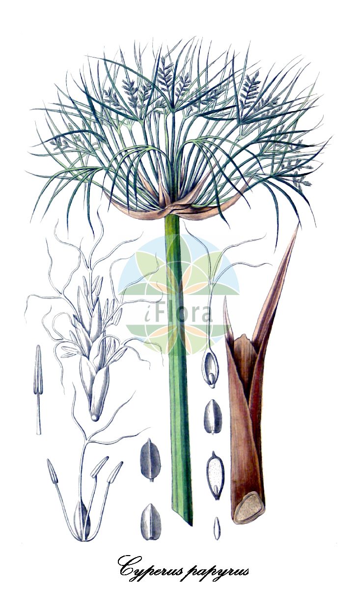 Historische Abbildung von Cyperus papyrus (Papyrusstaude - Papyrus). Das Bild zeigt Blatt, Bluete, Frucht und Same. ---- Historical Drawing of Cyperus papyrus (Papyrusstaude - Papyrus). The image is showing leaf, flower, fruit and seed.(Cyperus papyrus,Papyrusstaude,Papyrus,Cyperus syriacus,Cyperus,Zypergras,Greenhead sedge,Cyperaceae,Sauergräser,Sedge Family,Blatt,Bluete,Frucht,Same,leaf,flower,fruit,seed,Spach (1834-1847))