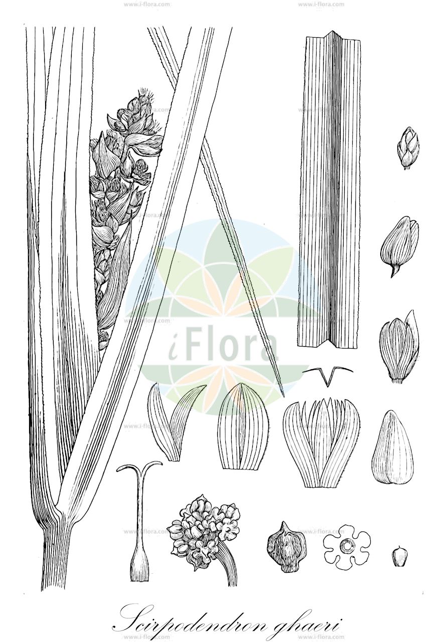 Scirpoides holoschoenus - Cyperaceae,Plantae,Pteridobiotina,Angiosperms,Poales,Cyperaceae,Scirpoides,Scirpoides holoschoenus,Cyperus holoschoenus, Holoschoenus romanus subsp. holoschoenus, Holoschoenus romanus var. australis, Holoschoenus vulgaris, Isolepis australis, Isolepis holoschoenus, Isolepis paniculata, Scirpus holoschoenus, Scirpus holoschoenus subsp. euholoschoenus, Scirpus holoschoenus var. australis, Scirpus holoschoenus var. globuliferus, Scirpus holoschoenus var. longemamillaris, Scirpus holoschoenus var. romanus, Scirpus parlatoris,Gewöhnliche Kugelsimse;Kugelbinse;Glanz-Binse;Kugel-Simse;Gewöhnliche Kugelbinse;Römische Kugelbinse;Immergrüne Kugelsimse;Kugelsimse;round-headed club-rush;clustered clubrush;roundhead bulrush;Scirpe à têtes rondes;Scirpe à têtes rondes de Rome;scirpe en jonc;holoschoenus commun;holoschoenus de Rome;scirpe de Rome;scirpe du Midi;scirpe-jonc;aldica;junco de bolitas;falso junco;junco churrero;junco común;junco de bolillas;Giunchetto;giunchetto comune;giunchetto meridionale;giunchetto minore;scirpo romano;kogelbies;bunho;голосхенус обыкновенный;камышевидник голосхенус;камышевидник обыкновенный;камышевидник обыкновенный южный;vurla;shqirrë;jonc boval;obična glavica;hołoszeń główkowaty;navadno bičevje;szürkekáka;kamýšek obecný;kamýšek římský;țipirig;šarinka obyčajná;комишівник звичайний;обикновен холосхьонус;вежљика;обична вежљика;agmon hakkaddurim;אַגְמוֹן הַכַּדּוּרִים;σκίρπος