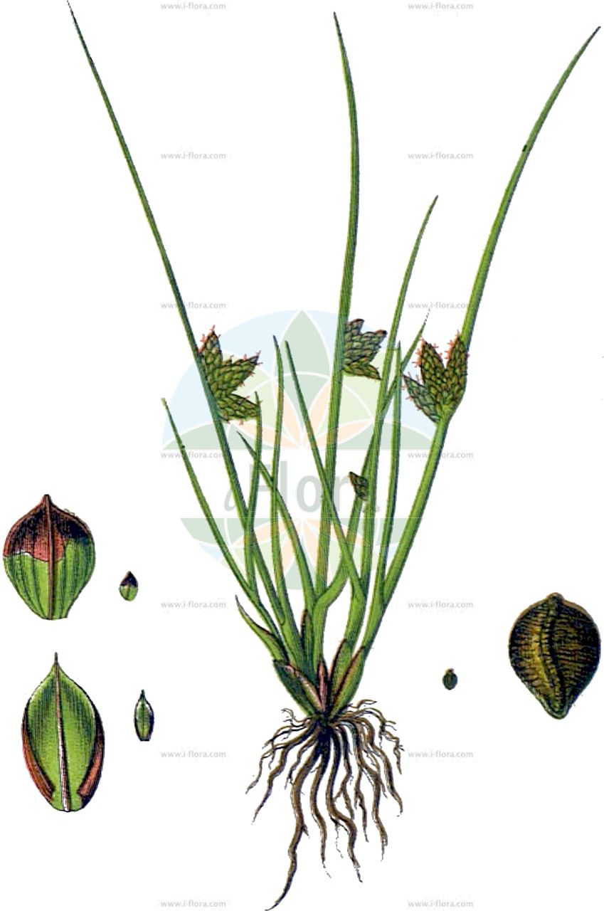Schoenoplectiella supina - Cyperaceae,Plantae,Pteridobiotina,Angiosperms,Poales,Cyperaceae,Schoenoplectiella,Schoenoplectiella supina,Cyperus supinus, Heleophylax supinus, Isolepis pentasticha, Isolepis simillima, Isolepis striolata, Isolepis supina, Schoenoplectus supinus, Schoenoplectus supinus subsp. densicorrugatus, Scirpus adscendens, Scirpus guaraniticus, Scirpus halleri, Scirpus lateralis, Scirpus mucronatus, Scirpus natans, Scirpus polycoleus, Scirpus supinus, Scirpus supinus var. densicorrugatus, Scirpus supinus var. glomeratus, Scirpus supinus var. minimus, Scirpus tristachyos,Liegende Teichsimse;Niederliegende Moorbinse;Zwerg-Teichbinse;Niedrige Teichsimse;Zwerg-Flechtbinse;dwarf clubrush;Schoenoplectus couché;scirpe couché;borro;borronet;cirp de marjals;Lisca prostrata;камыш раскидистый;šćetica pozemljuša;sitniczka drobna;enoletno bičje;henye káka;bezosetka nízká;skřípinec poléhavý;škripinec poliehavý;куга лежача;полегнал изолепис;ситна зука;yǎng wò gǎn shuǐ cōng;仰卧秆水葱