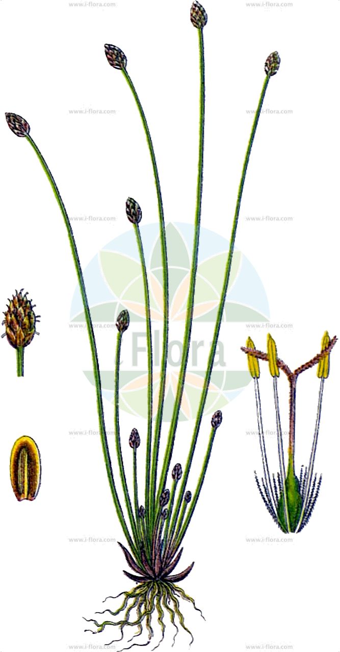 Eleocharis ovata - Cyperaceae,Plantae,Pteridobiotina,Angiosperms,Poales,Cyperaceae,Eleocharis,Eleocharis ovata,Bulbostylis ovata, Bulbostylis ovatus, Clavula ovata, Cyperus ovatus, Eleocharis annua, Eleocharis obtusa var. ovata, Eleocharis ovata f. sessitensis, Eleocharis ovata var. aphanactis, Eleocharis ovata var. heuseri, Eleocharis ovata var. humifusa, Eleocharis ovata var. italica, Eleocharis ovata var. minima, Eleocharis ovata var. nipponica, Eleocharis ovata var. obtusa, Eleocharis ovata var. ovata, Eleocharis soloniensis, Eleocharis soloniensis var. nipponica, Eleogenus ovatus, Scirpus annuus, Scirpus capitatus, Scirpus compressus, Scirpus elegantulus, Scirpus multicaulis, Scirpus ovatus, Scirpus soloniensis, Scirpus turgidus, Trichophyllum ovatum,Ei-Sumpfsimse;Eiförmiges Sumpfried;Teichriet;Ei-Sumpfbinse;Eiköpfige Sumpfbinse;Eiförmige Sumpfbinse;ovate spike-rush;éléocharide ovale;oval spike-rush;ovate spikerush;Héléocharis ovale;éléocharis ovale;éléocharis ovoïde;scirpe ovoïde;Giunchina ovata;eivormige waterbies;ситняк яйцевидный;jajolika jezernica;ponikło jajowate;maruhoharii;マルホハリイ;jajčasta sita;tojásdad csetkáka;bahnička vejčitá;bahnička vajcovitá;ситняг яйцевидний;munajas alss;olveida pameldrs;soikkoluikka;luǎn suì bí qí;卵穗荸荠