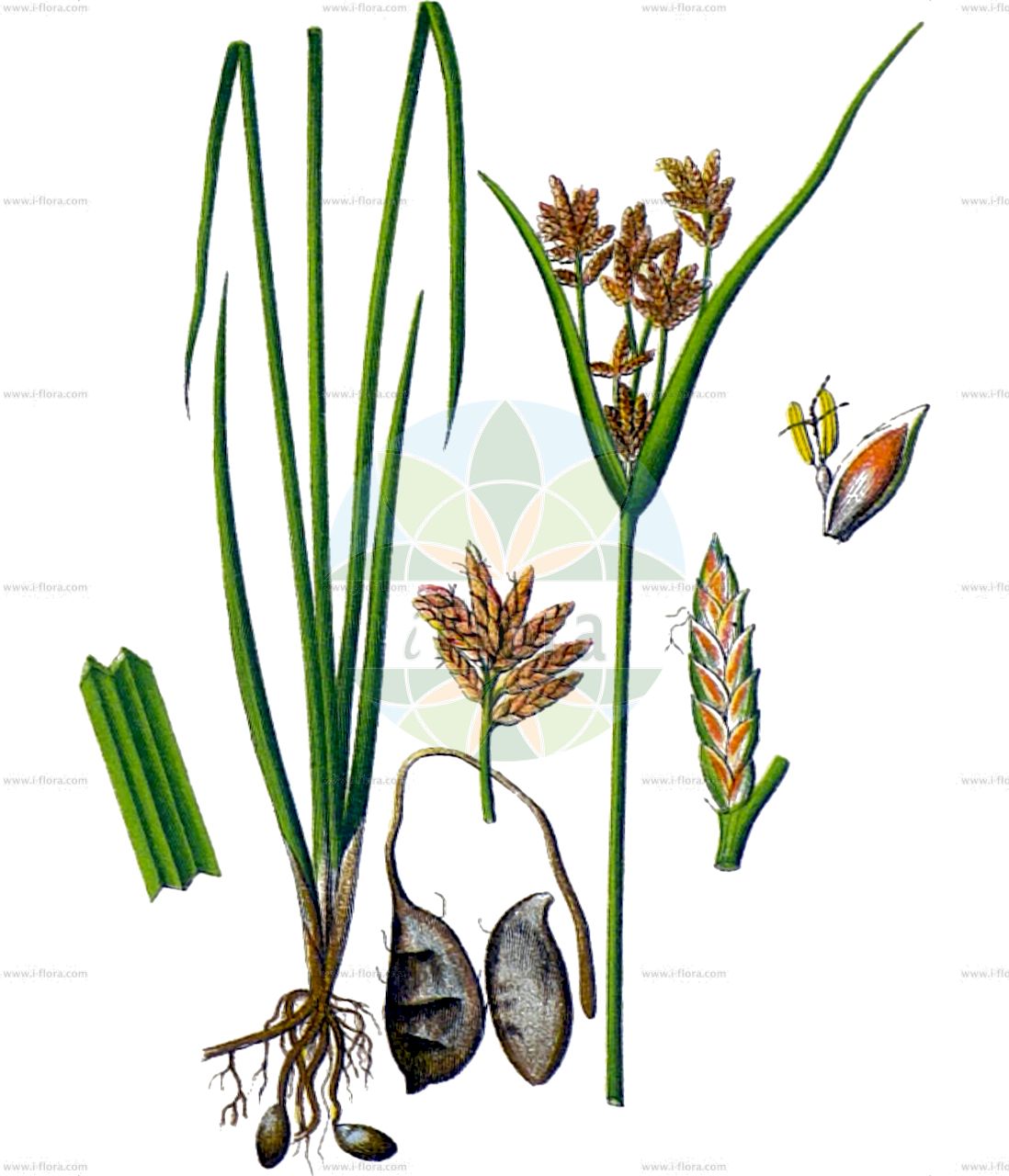 Cyperus esculentus - Cyperaceae,Plantae,Pteridobiotina,Angiosperms,Poales,Cyperaceae,Cyperus,Cyperus esculentus,Chlorocyperus aureus, Chlorocyperus phymatodes, Cyperus aureus, Cyperus aureus subsp. esculentus, Cyperus bahiensis, Cyperus buchananii, Cyperus bulamensis, Cyperus chrysostachys, Cyperus damiettensis, Cyperus esculentus f. angustispicatus, Cyperus esculentus f. esculentus, Cyperus esculentus f. evolutus, Cyperus esculentus f. macrostachyus, Cyperus esculentus f. princeps, Cyperus esculentus prol. aureus, Cyperus esculentus prol. sativus, Cyperus esculentus subsp. aureus, Cyperus esculentus var. angustispicatus, Cyperus esculentus var. cyclolepis, Cyperus esculentus var. esculentus, Cyperus esculentus var. heermannii, Cyperus esculentus var. helodes, Cyperus esculentus var. hermannii, Cyperus esculentus var. leptostachyus, Cyperus esculentus var. lutescens, Cyperus esculentus var. lutescens, Cyperus esculentus var. macrostachyus, Cyperus esculentus var. phymatodes, Cyperus esculentus var. sativus, Cyperus esculentus var. sprucei, Cyperus fulvescens, Cyperus gracilescens, Cyperus gracilescens, Cyperus gracilis, Cyperus heermannii, Cyperus helodes, Cyperus hydra, Cyperus lutescens, Cyperus melanorhizus, Cyperus nervosus, Cyperus officinalis, Cyperus pallidus, Cyperus phymatodes, Cyperus phymatodes var. heermannii, Cyperus repens, Cyperus ruficomus, Cyperus sieberianus, Cyperus tenoreanus, Cyperus tenorei, Cyperus tenorianus, Cyperus tuberosus, Cyperus variabilis, Pterocyperus esculentus, Pycreus esculentus,Essbares Zypergras;Erdmandel;yellow nutsedge;chufa;earth almond;edible cyperus;tiger nut;watergrass;yellow nutgrass;Souchet comestible;amande de terre;souchet doré;souchet sucré;souchet sultan;souchet tubéreux;chufa comun;chufa salvaje;cotufa;canchilla;junquillo;chufa amarilla;coquillo;chufa común;chufa;juncia avellanada;Zigolo dolce;cipero dolce;zizzola terrestri;ulvia di padule;dolcichino;bacicci;bagigi;dolcichini;mandorle di terra;aard-amandel;knolcypergras;knolcyperus;juncinha;junquinha-mansa;tiririca-amarela;tiririca-mansa;chufa;esquinho;junça;junça-de-comer;junça-doce;junça-mansa;juncinha-avelanada;junquinha-avelanada;чуфа;сычь съедобная;göcelebüken;truskë;xuflera;jajca;jordmandel;ショクヨウカヤツリ;shokuyôka-yatsuri;キハマスゲ;kihamasuge;užitna ostrica;madulapalka;šáchor jedlý;šachornik jedlý;смикавець їстивний;чуфа;κίπρινι κύπερι;yóu suō cǎo;油莎草