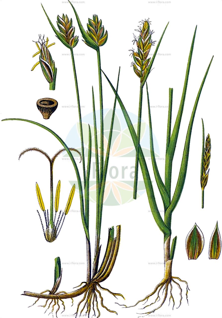Blysmus compressus - Cyperaceae,Plantae,Pteridobiotina,Angiosperms,Poales,Cyperaceae,Blysmus,Blysmus compressus,Aplostemon compressus, Blysmopsis compressus, Blysmus distichus, Chaetospora compressa, Heleogiton compressa, Nomochloa compressa, Schoenus compressus, Scirpus compressus,Platthalm-Quellried;Flache Quellbinse;Platthalm-Quellried;Zusammengedrücktes Quellried;Flache Quellsimse;Zusammengedrückte Quellbinse;Flache Quellbinse;flat-sedge;broad blysmus;Blysmus comprimé;scirpe comprimé;Lisca compressa;lisca minore;vlakke bies;platte bies;блисмус сжатый;поточник сплюснутый;yassıhasırotu;blisma e rrasur;blismê;stisnuta trešnica;plattsäv;fladtrykt kogleaks;ostrzew spłaszczony;navadna vrelka;kétsoroskáka;skřípinka smáčknutá;škripinka stisnutá;škripinka stlačená;блісмус стиснутий;просък блисмус;сбит блисмус;lapik soonerohi;plakanā blizme;flatsevaks;litteäkaisla;стиснута вежљика;plokščiasis viksvenis;biǎn suì cǎo;扁穗草